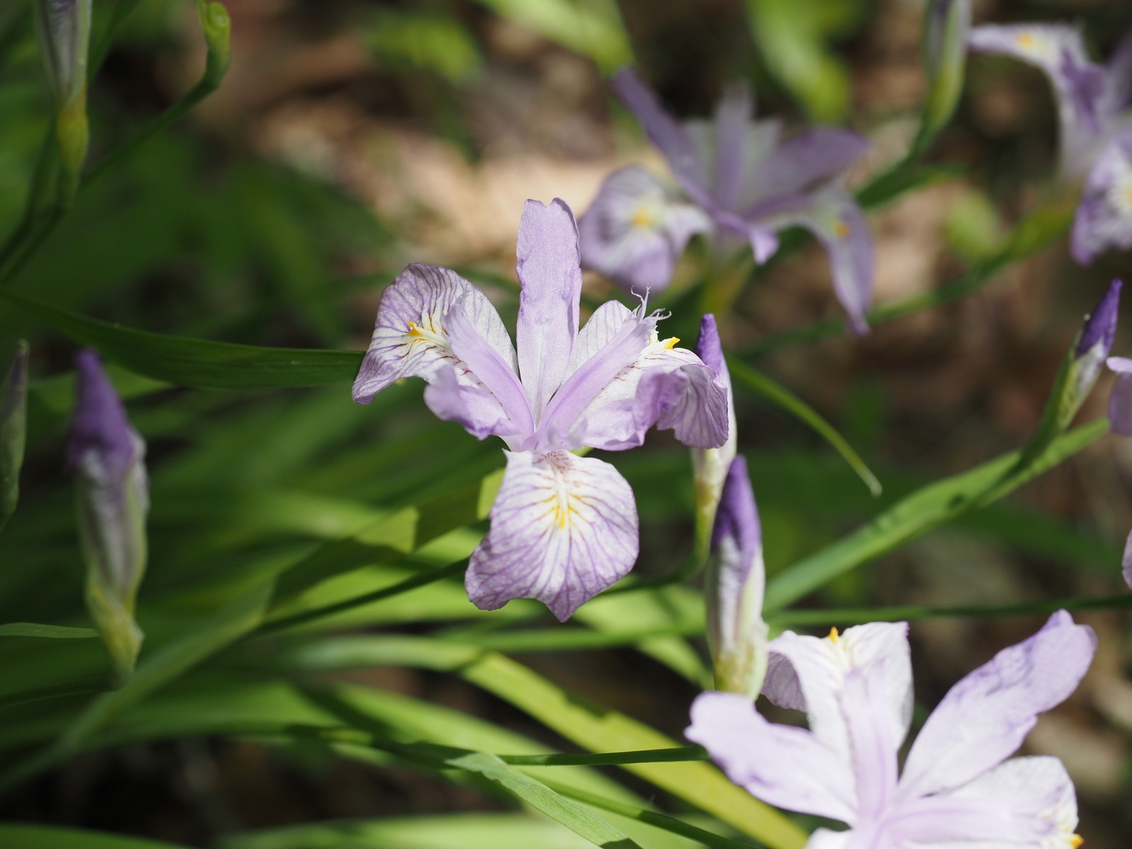 ヒメシャガを求めて白沢五山 函倉山 前山 ゴロ山 マイペースさんの白沢五山 五ツ森 の活動データ Yamap ヤマップ