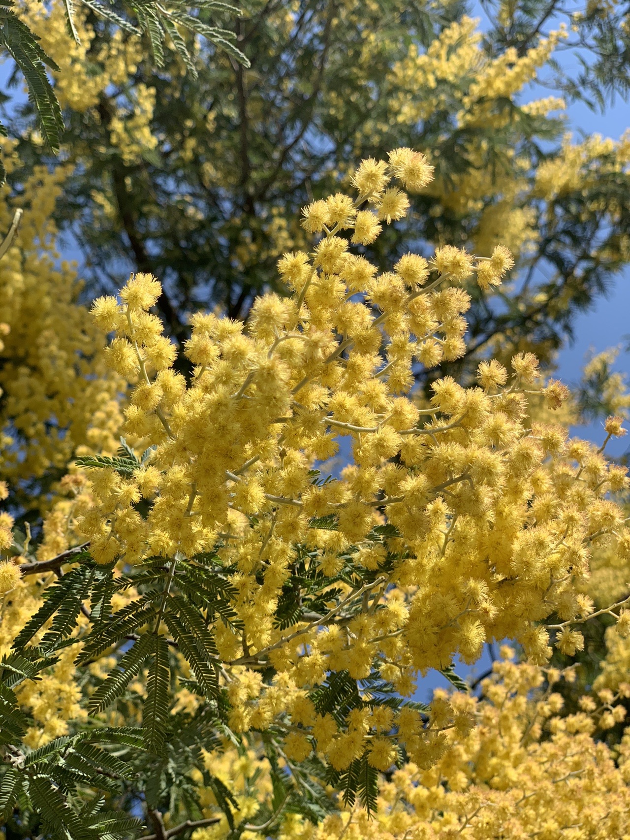 春日公園 Kazupikoさんの井野山の活動データ Yamap ヤマップ