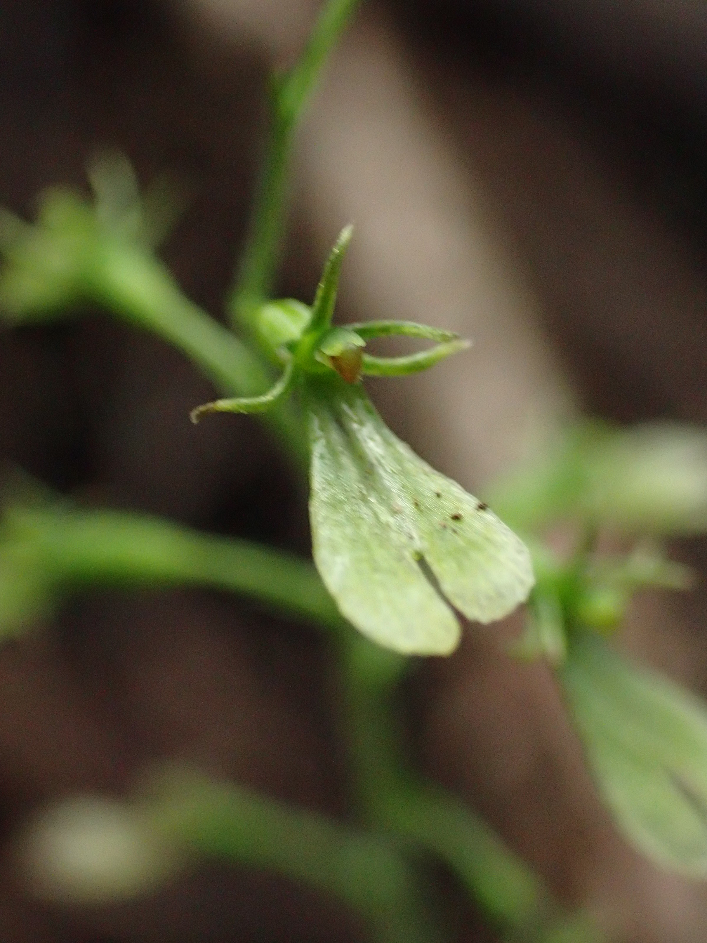 西丹沢 ジーコさんの大室山 畦ヶ丸山 菰釣山の活動日記 Yamap ヤマップ