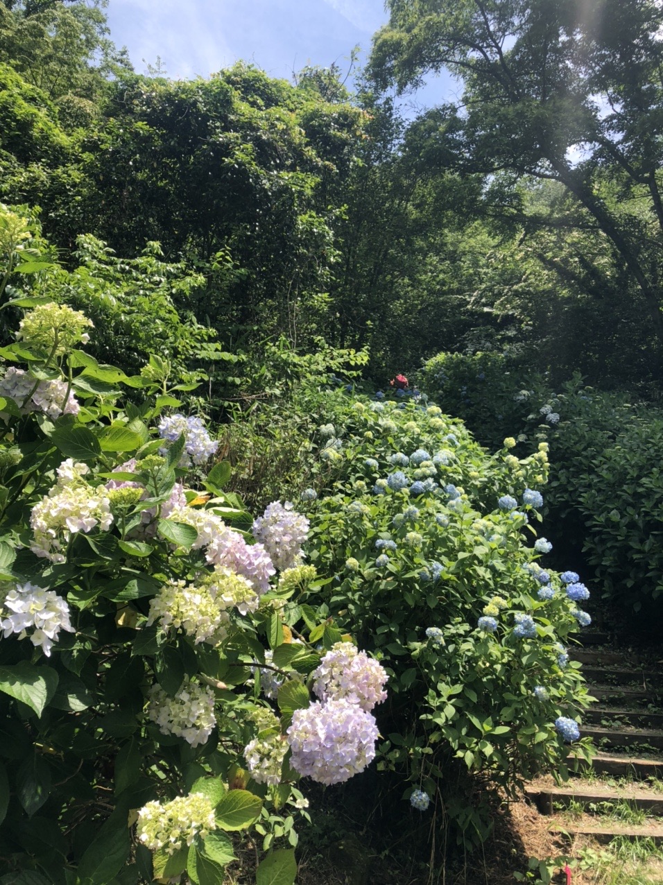 生駒山 ぬかた園地 アジサイ園 ミキティさんの生駒山 神津嶽 大原山の活動データ Yamap ヤマップ