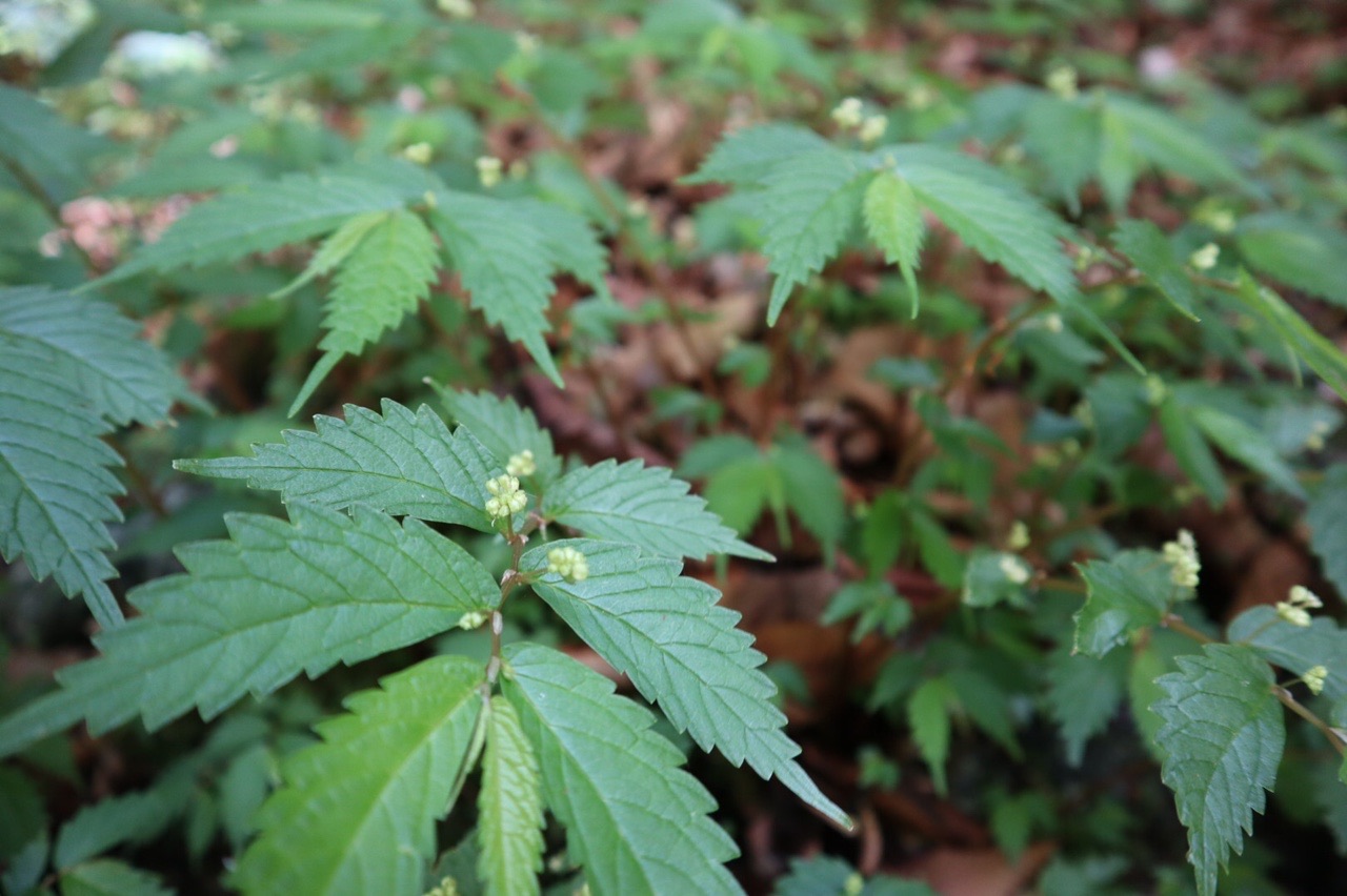 畦ヶ丸 あずきさんの大室山 畦ヶ丸山 菰釣山の活動日記 Yamap ヤマップ