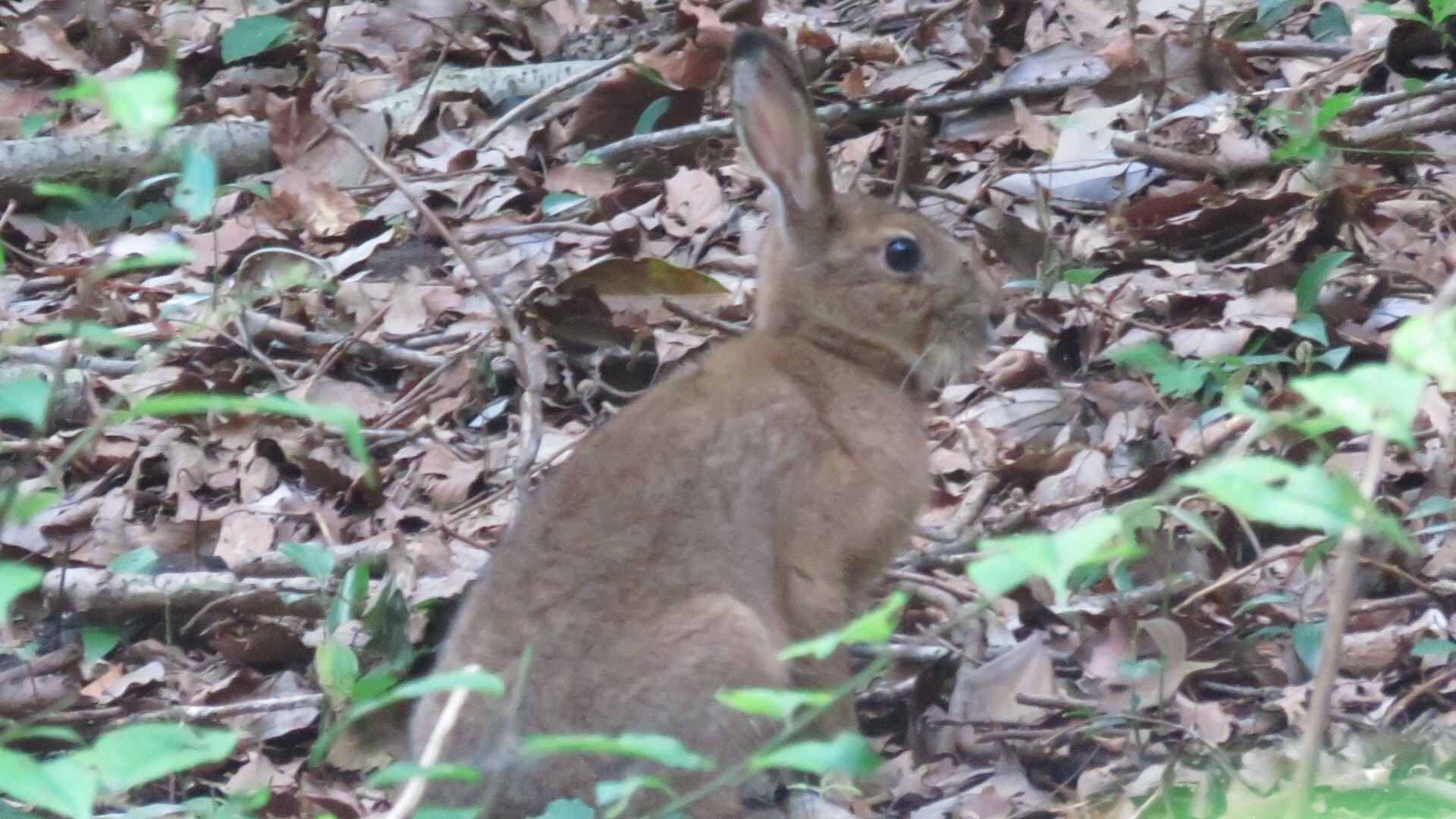 生駒山に野生のうさぎ いました あじさいもいいね 草人間2代目さんの生駒山 神津嶽 大原山の活動データ Yamap ヤマップ