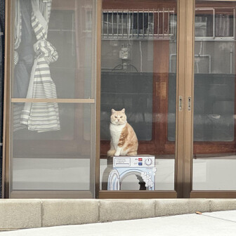 紀泉アルプス・飯盛山・ボンデン山 ほんで、わんぱく王国へ向かう途中。

置き物⁉️
いや、目で追ってきてる…
ニャルソック❣️
