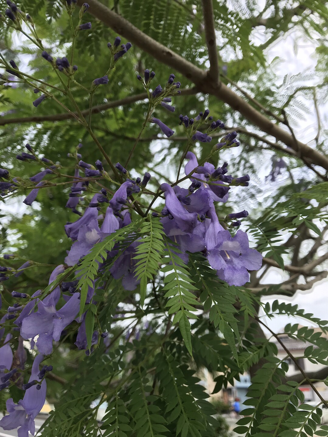 蒲田のジャカランダ 東京都23区 西エリアの写真6枚目 蕾と花 下の方は開花していますが 上の方 Yamap ヤマップ