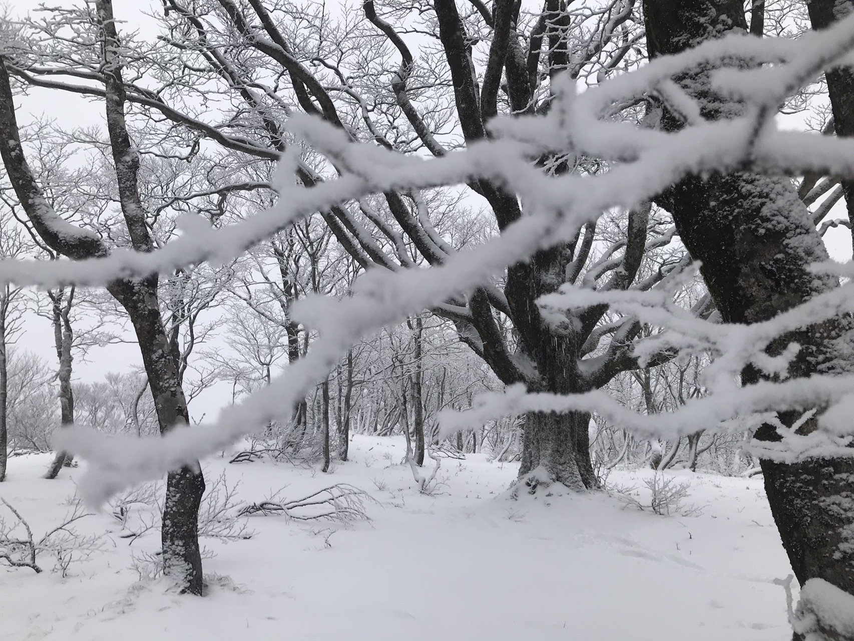 青ガレ 武奈ヶ岳 ダケ道 シャッポさんの比良山地 武奈ヶ岳 釈迦岳の活動データ Yamap ヤマップ