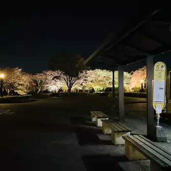 大倉バス停。桜のライトアップ？こんな時間なのにいっぱい並んでてビビった（笑）