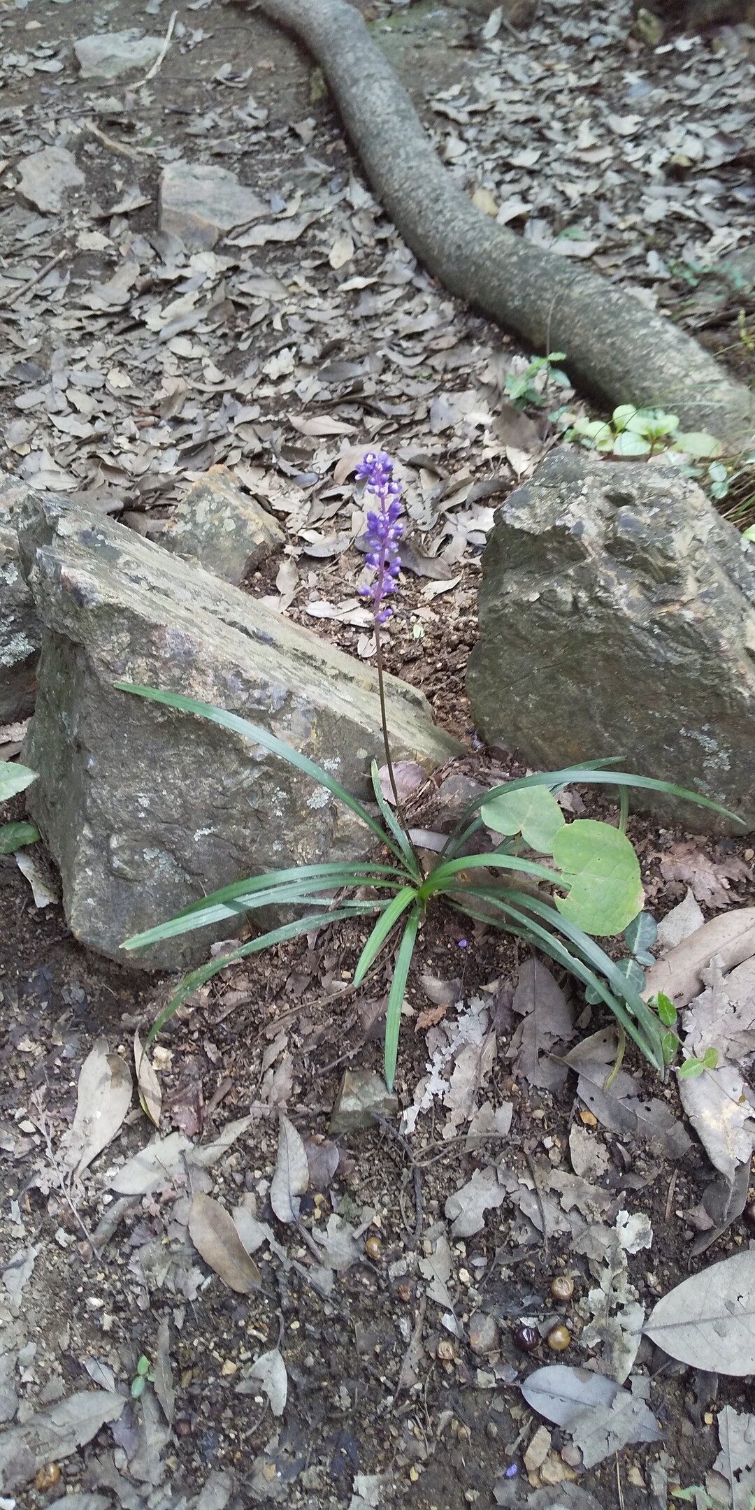 観音山 須永山 つる山 かわら山 天狗山 両崖山 鏡山 えぃみぃさんの両崖山 仙人ヶ岳 石尊山の活動日記 Yamap ヤマップ