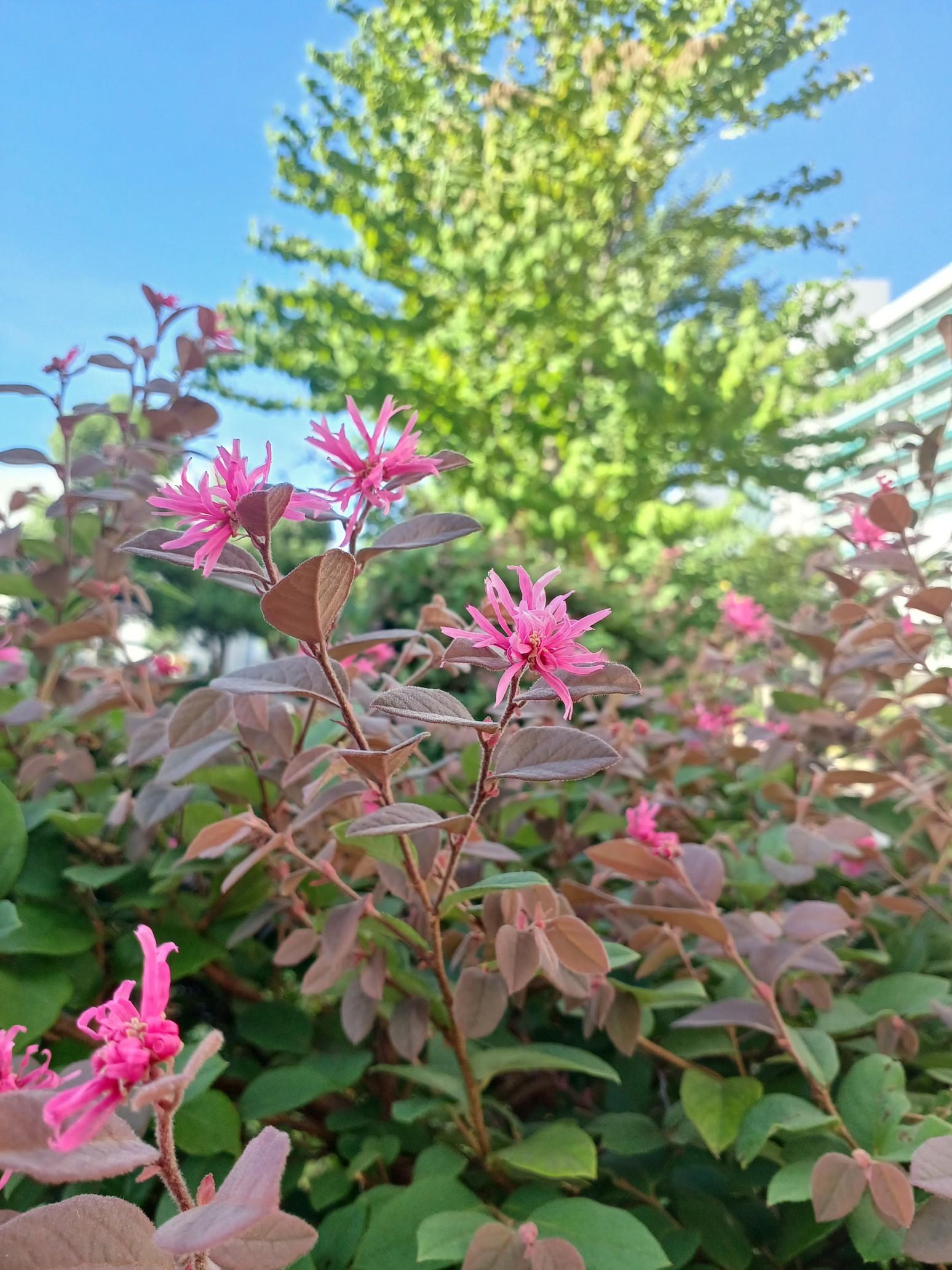花言葉様 3/3 誕生花は桃 モモの花言葉 「私はあなたのとりこ」「天下無敵