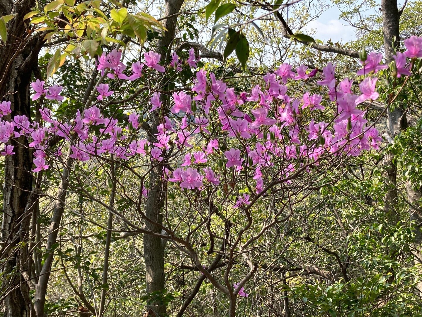 遠望峰山 (貴嶺宮から) / windviewさんの遠望峰山・桑谷山・聖山の活動データ YAMAP / ヤマップ