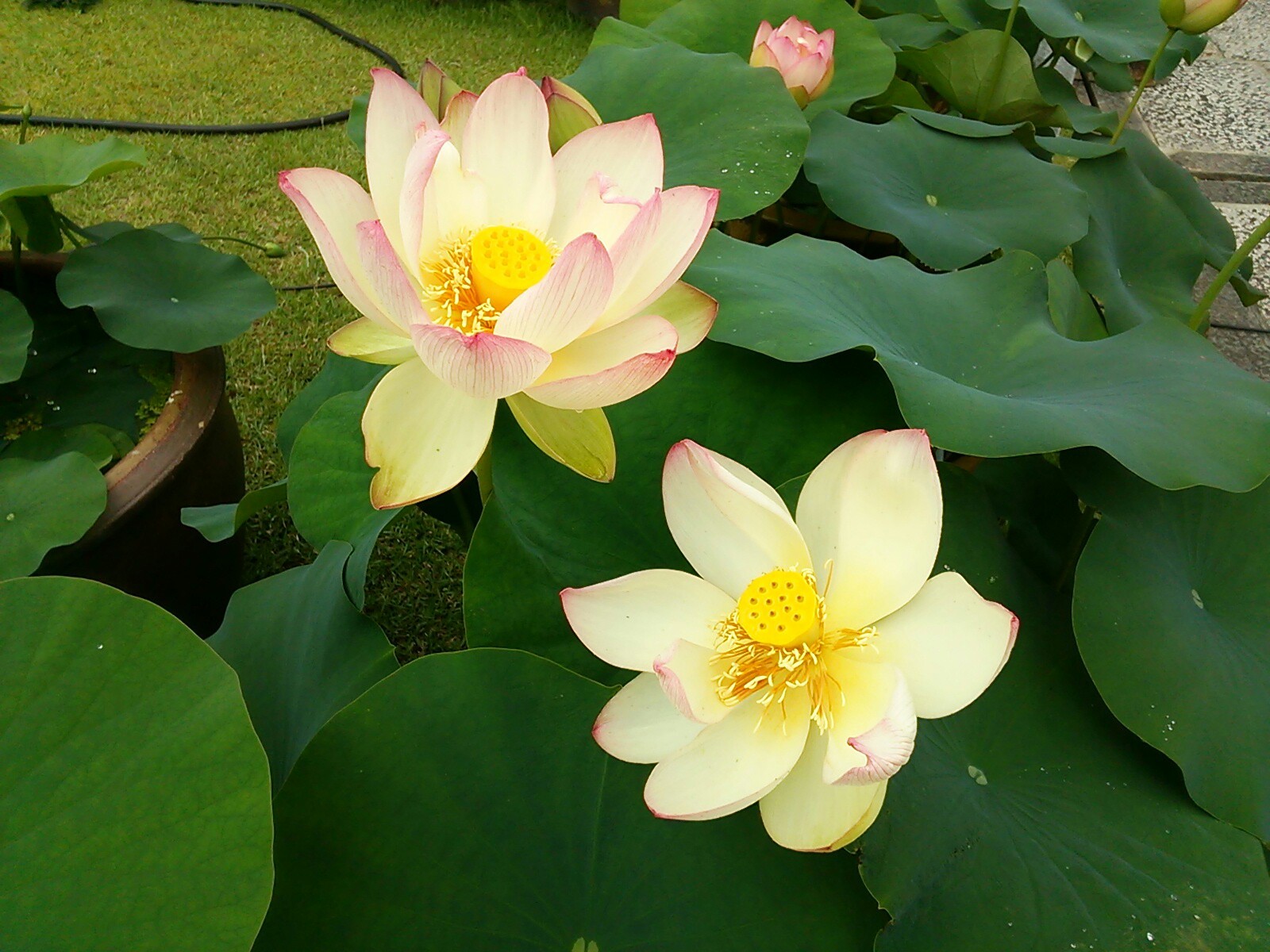 紫陽花 蓮の三室戸寺 天ヶ瀬ダム 宇治回遊でとってもお上品なコースです ゆかはぐ さんの大吉山 仏徳山 喜撰山の活動データ Yamap ヤマップ