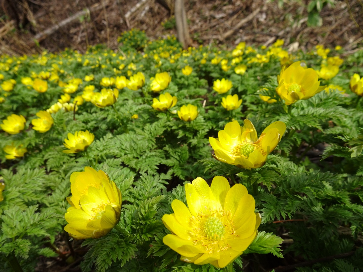 福寿草を愛でに烏帽子山 うさくみゃ さんの洞爺湖の活動データ Yamap ヤマップ
