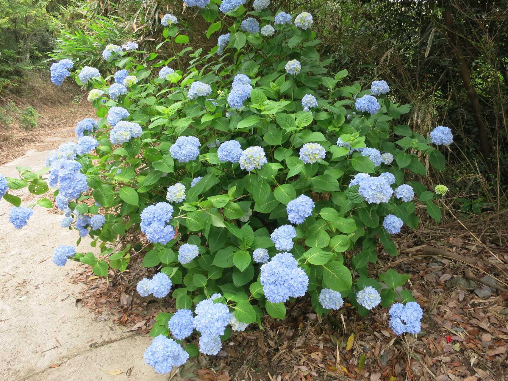 淡路島横断 淡路高校の脇道からハイキング開始 常隆寺ー 妙見山 徒歩距離約１５km おはぎさんの淡路島の活動データ Yamap ヤマップ
