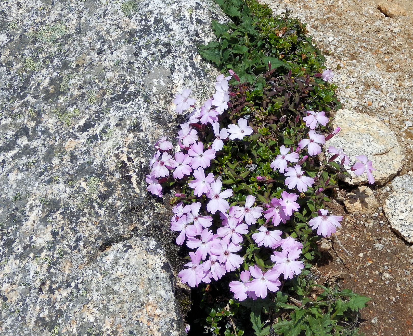 鳳凰三山の花歩きとドンドコ沢の滝見物 なかむらさんの鳳凰山 地蔵岳 観音岳 薬師岳の活動データ Yamap ヤマップ