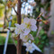 大地に咲く碧い桜