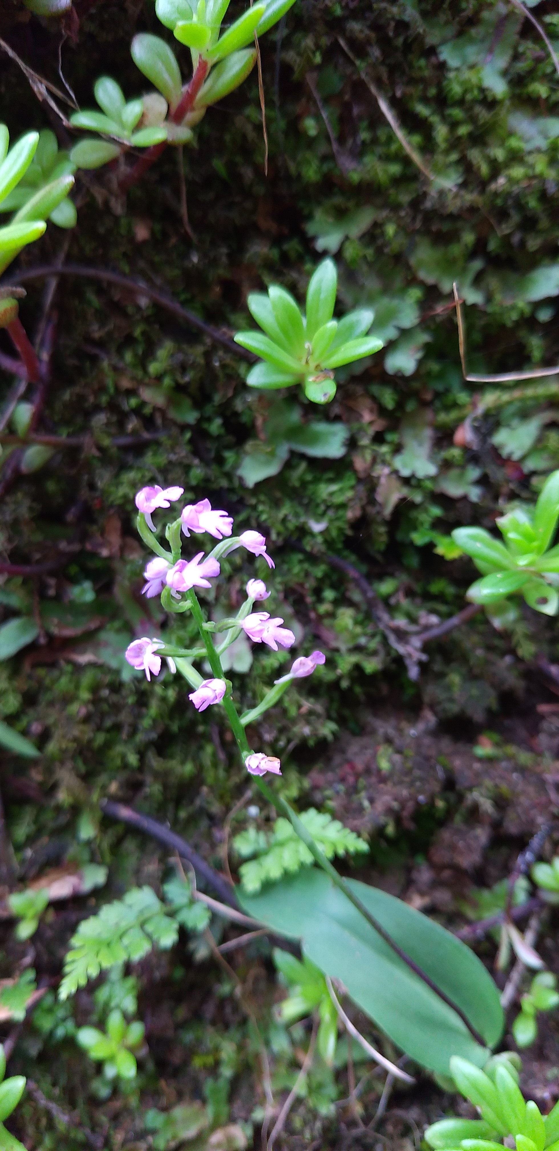 島根県で花探し 19 06 22 やまんぼうさんの仏経山の活動データ Yamap ヤマップ