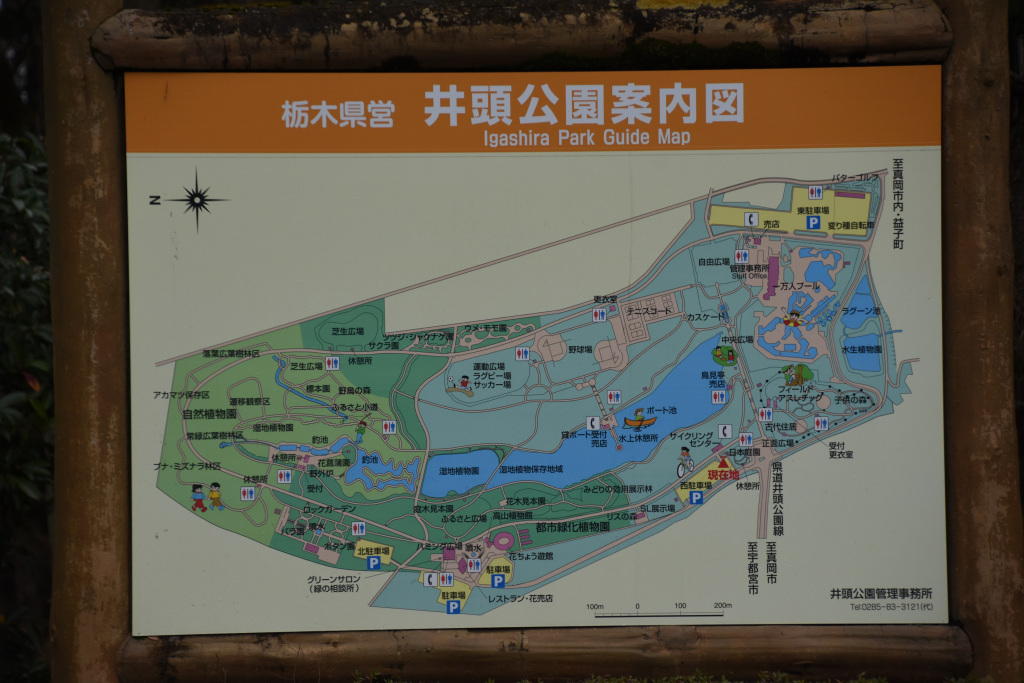 真岡 井頭公園で野鳥観察 12 03 くまたかさんの宇都宮市の活動日記 Yamap ヤマップ