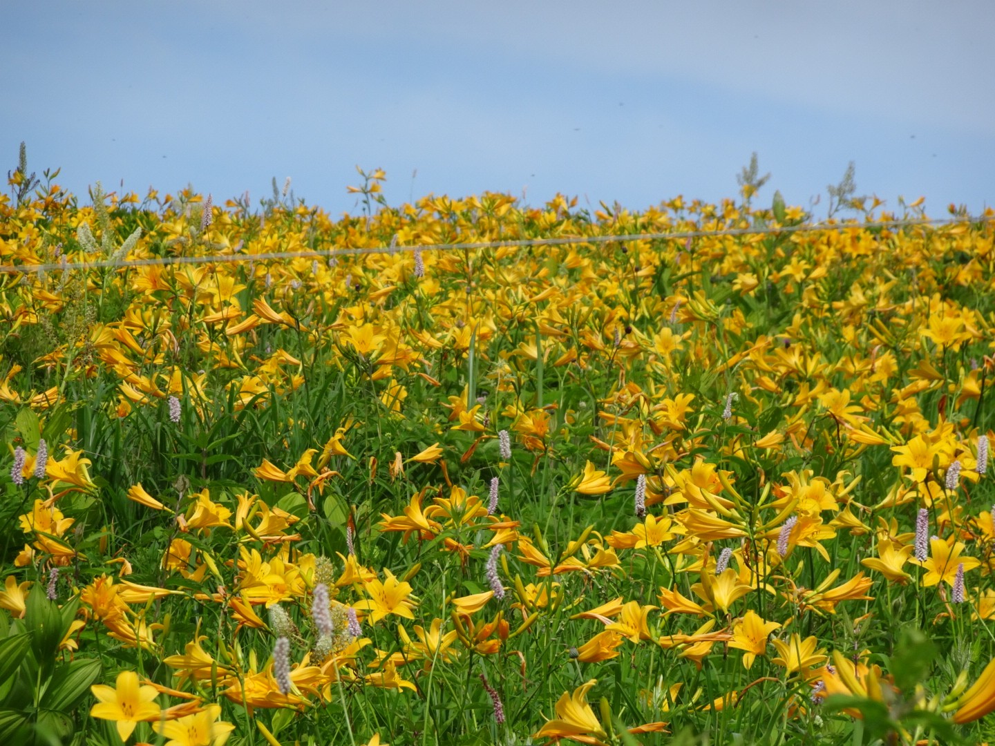 霧ヶ峰 ニッコウキスゲ見頃 Rieさんの霧ヶ峰 車山 大笹峰の活動データ Yamap ヤマップ
