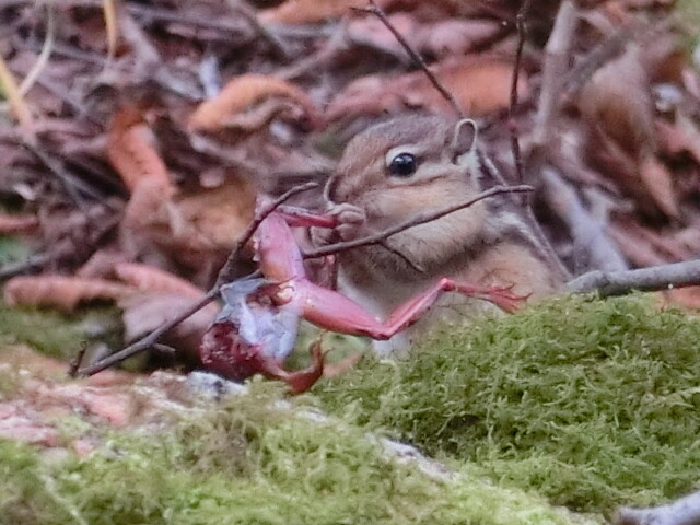 御池岳 晩秋の今を生きるシマリスとの遭遇 藤原岳 御池岳の写真23枚目 かわいい 本物のリス 初めてみた 愛 Yamap ヤマップ