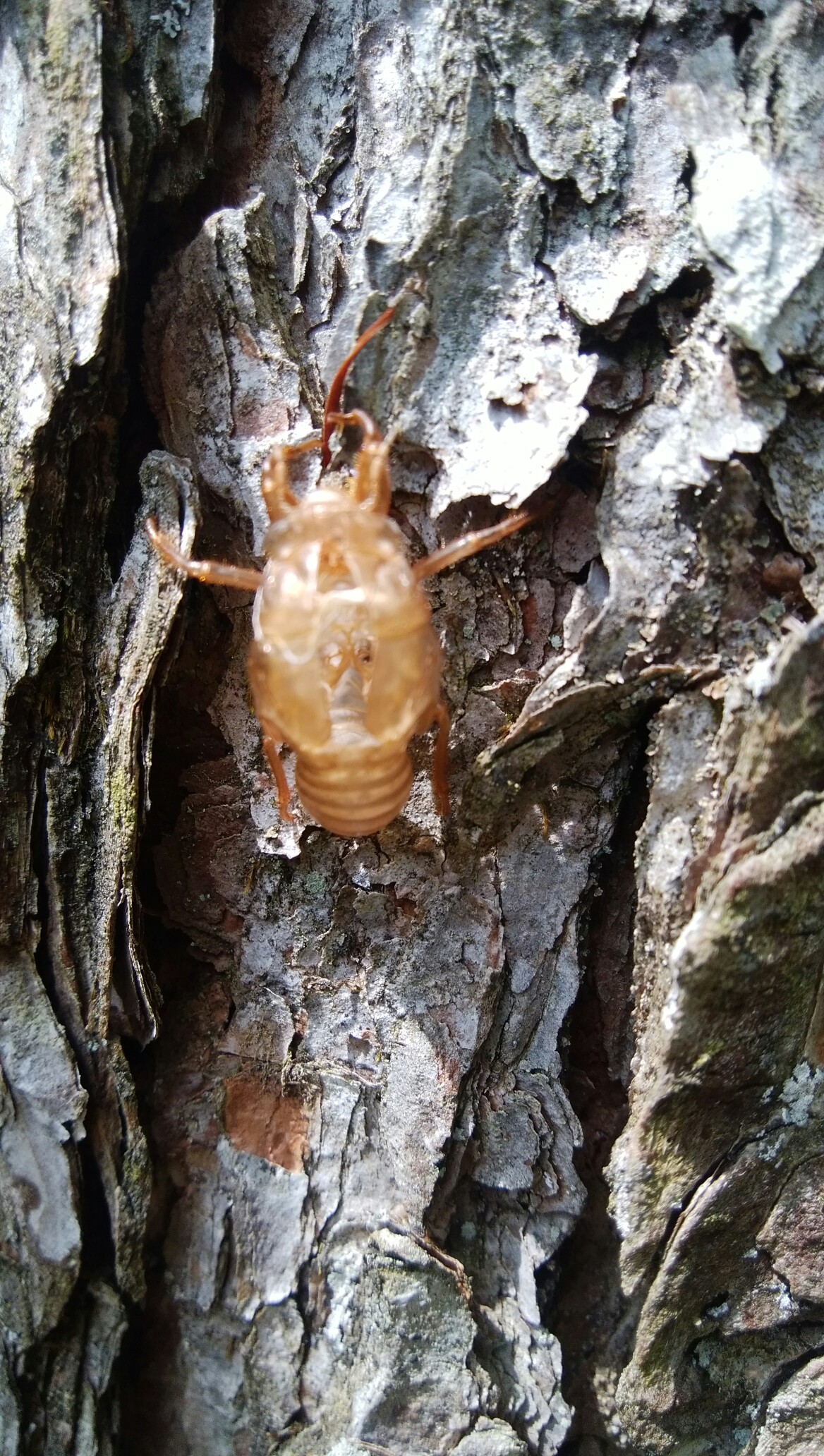 横根山 方塞山 古峰原 ヒロシさんの横根山 方塞山 井戸湿原の活動日記 Yamap ヤマップ