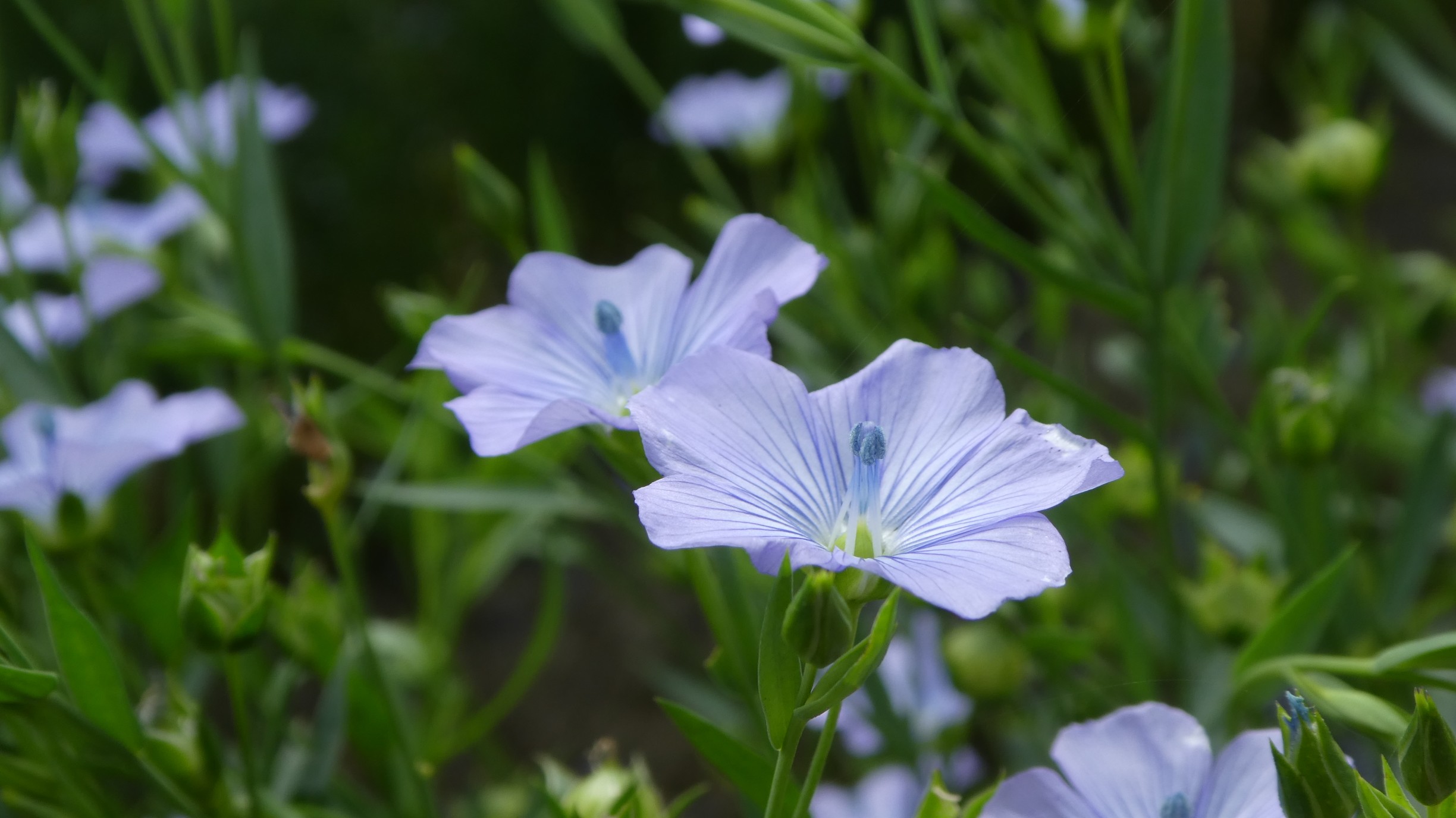 亜麻色の長い髪を 風がやさしくつつむ Chibitaさんの江別市の活動データ Yamap ヤマップ