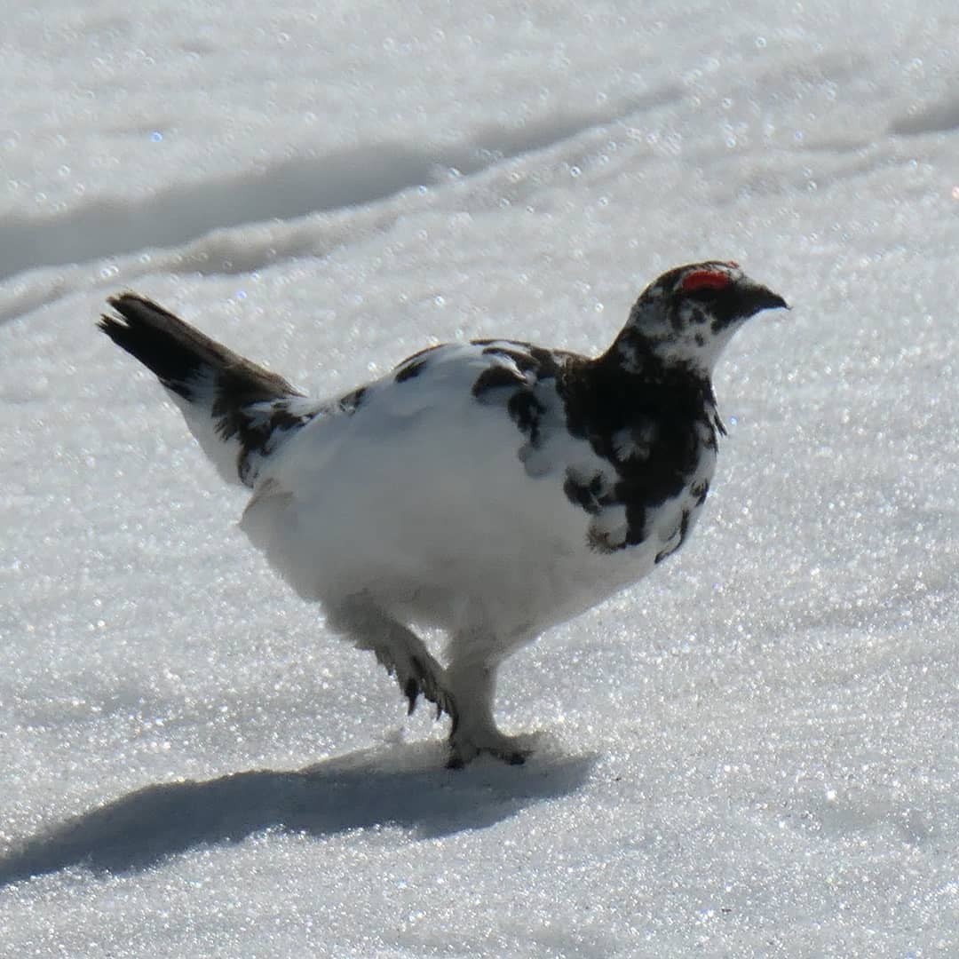 雷鳥が無性に見たくて B 立山 雄山 くろろんさんの立山 雄山 浄土山の活動日記 Yamap ヤマップ