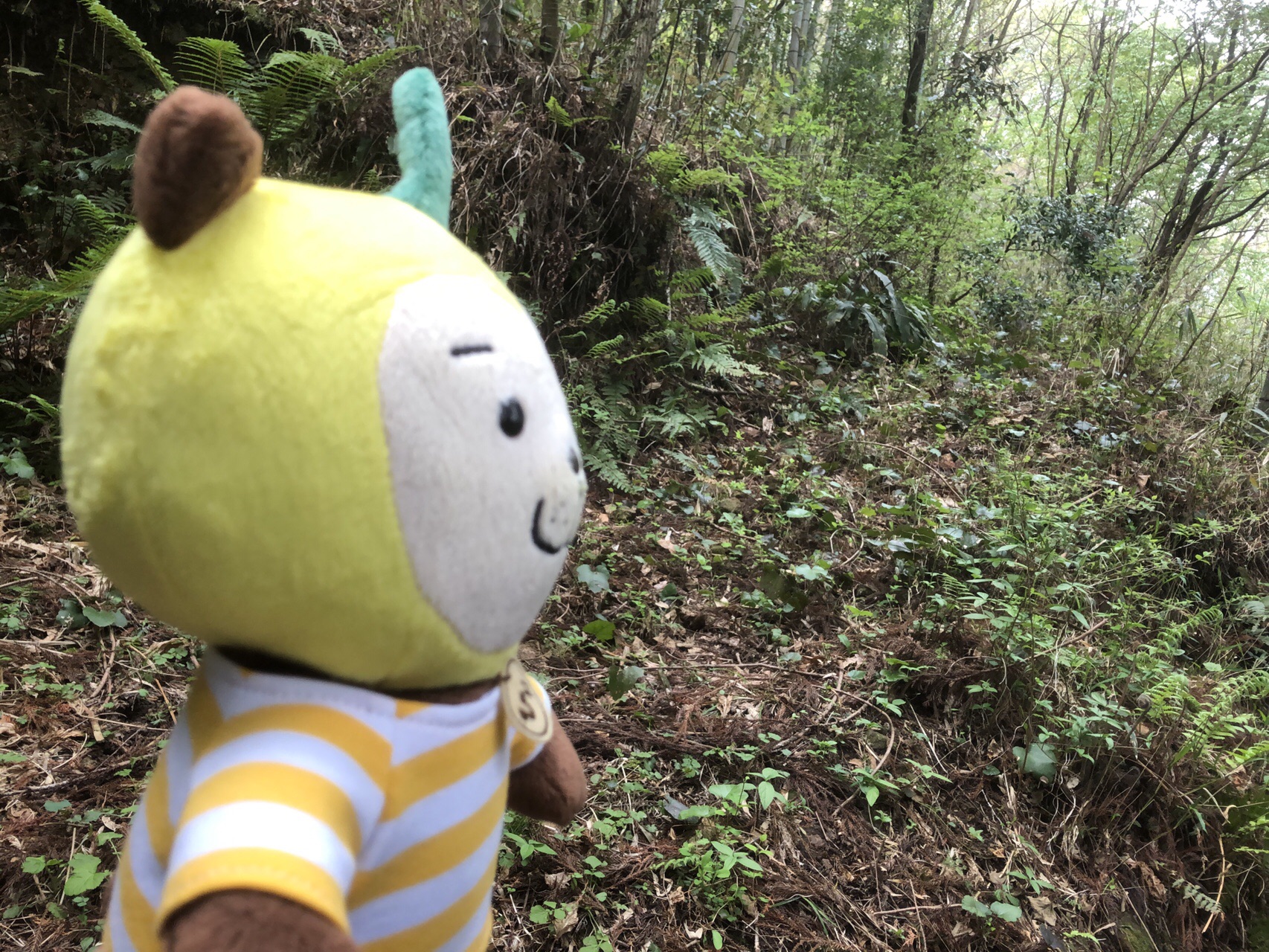 わんげるッ 鏡ヶ岡 鹿児島県霧島市横川町上ノ 413m Roughtice ラフティス さんの霧島市 中央エリアの活動データ Yamap ヤマップ