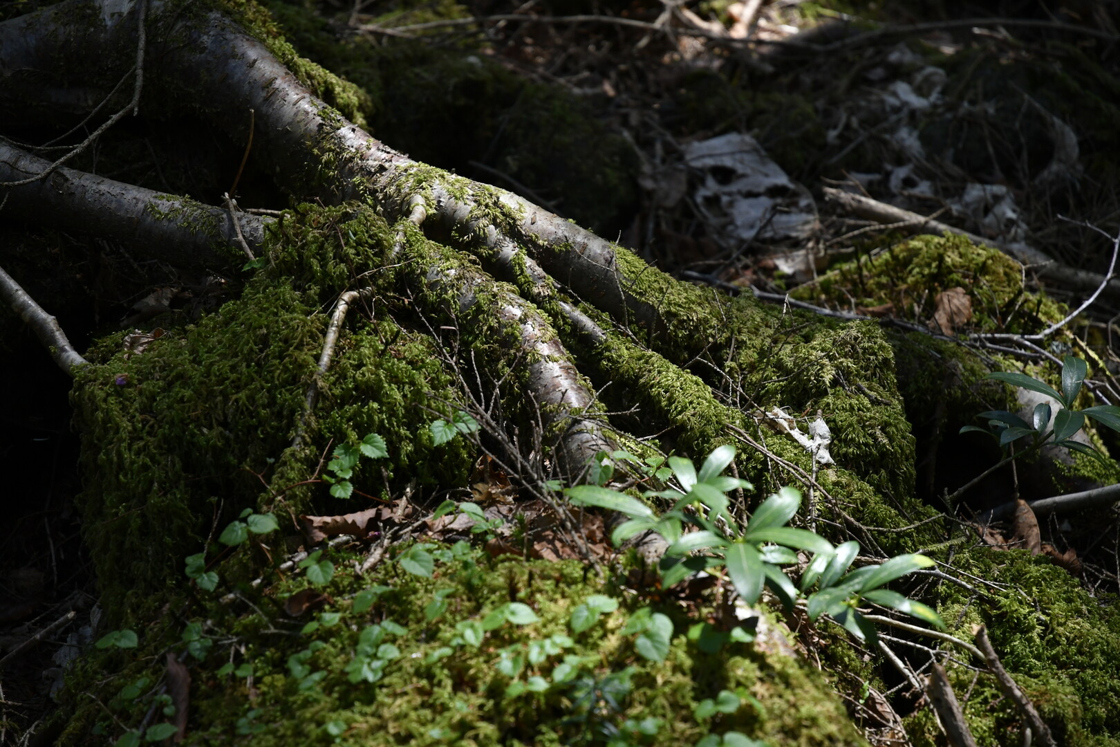 三湖台と青木ヶ原樹海 18 4 節刀ヶ岳 破風山 足和田山の写真19枚目 苔が多い 前回来た時は もっと苔々で綺麗 Yamap ヤマップ