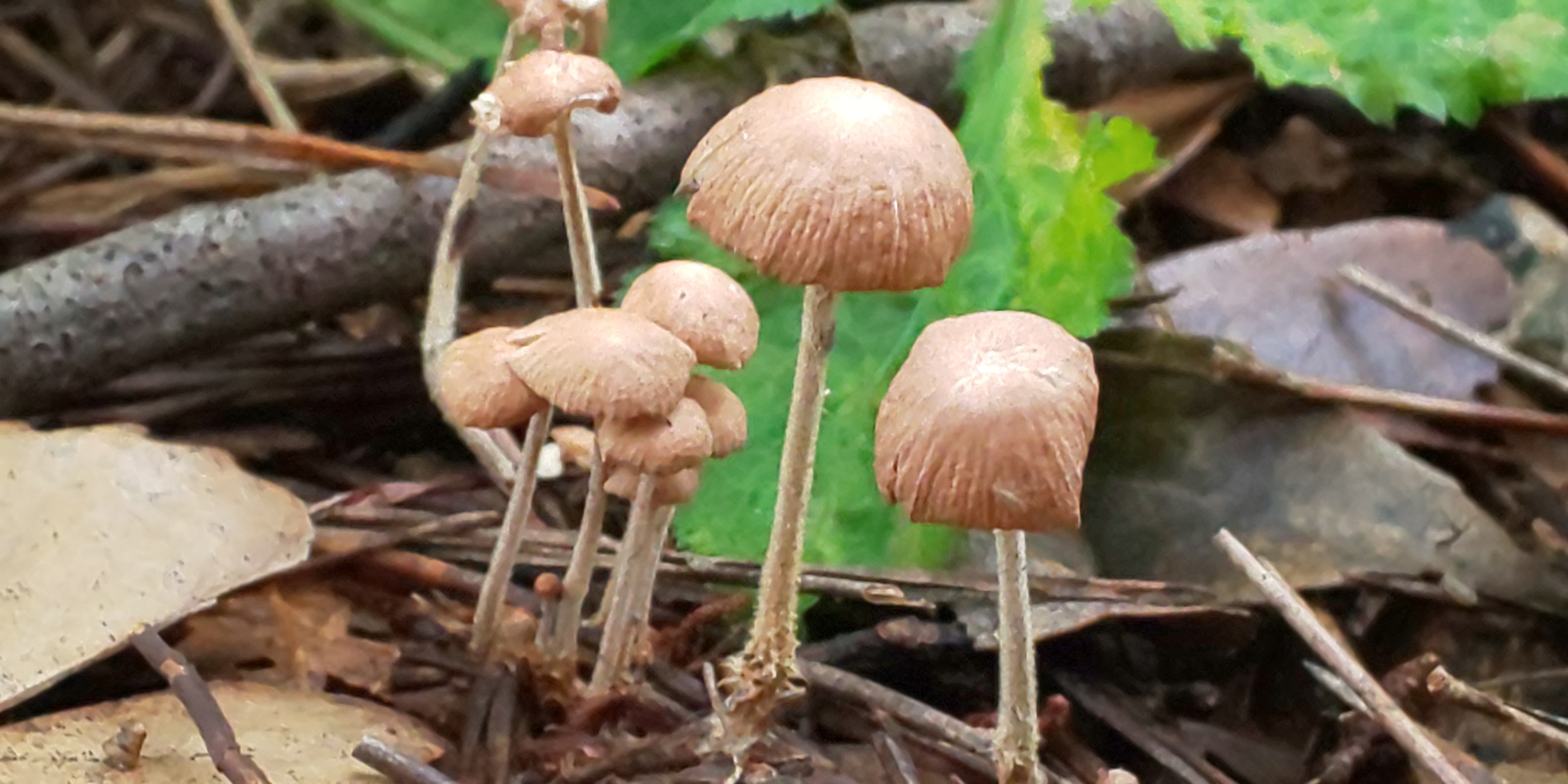 街中ウォーキング 西公園 荒津山 大濠公園 Jijiさんの 公式 福岡市 防災情報含む の活動日記 Yamap ヤマップ