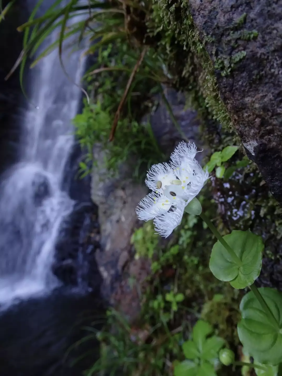 初秋に咲く花探しの取立山 なづきさんの取立山の活動データ Yamap ヤマップ