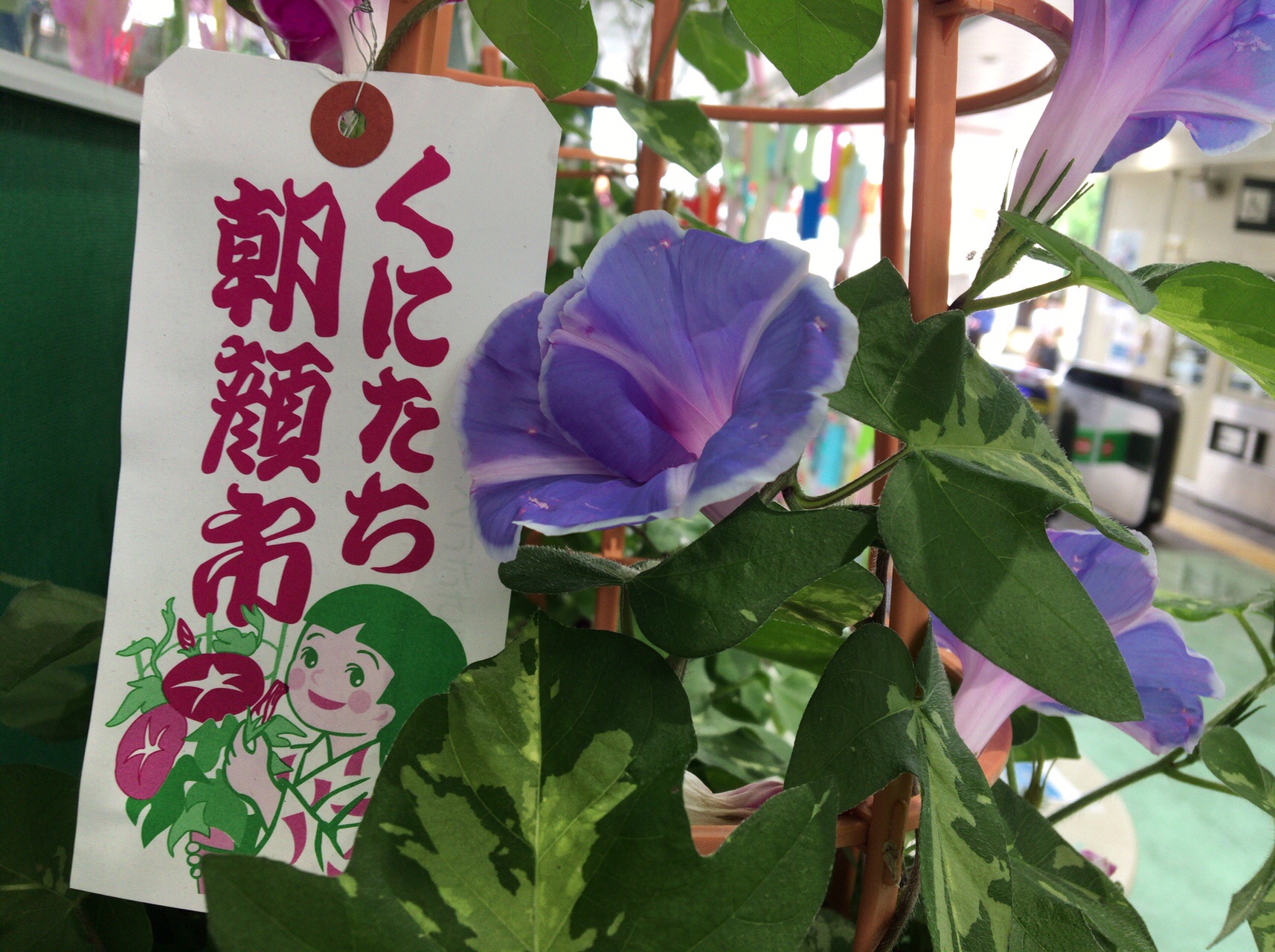 東京都国立市 くにたち朝顔市 エル丸さんの北多摩の活動日記 Yamap ヤマップ