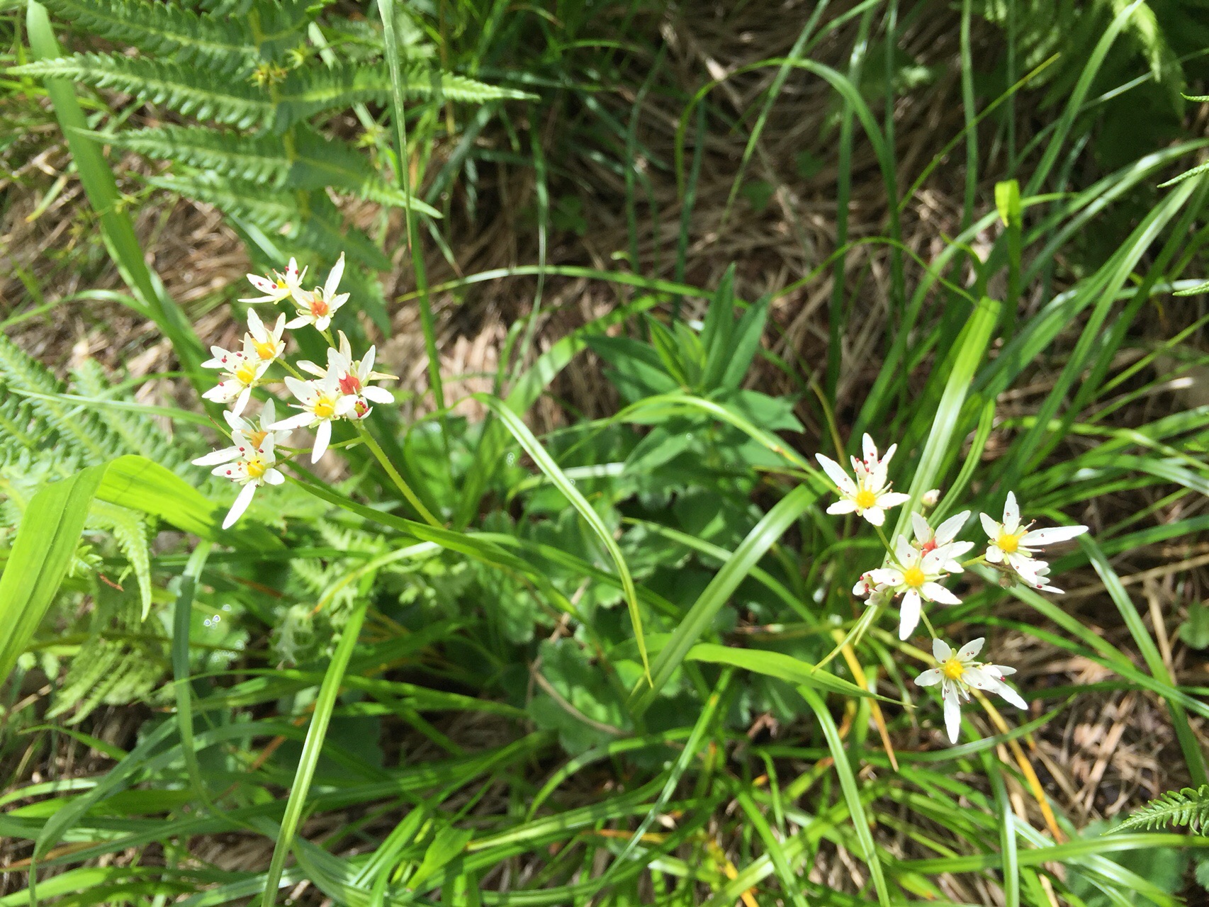 巻機山 夏のお花と池塘を歩く カトちゃんさんの巻機山 割引岳 金城山の活動日記 Yamap ヤマップ