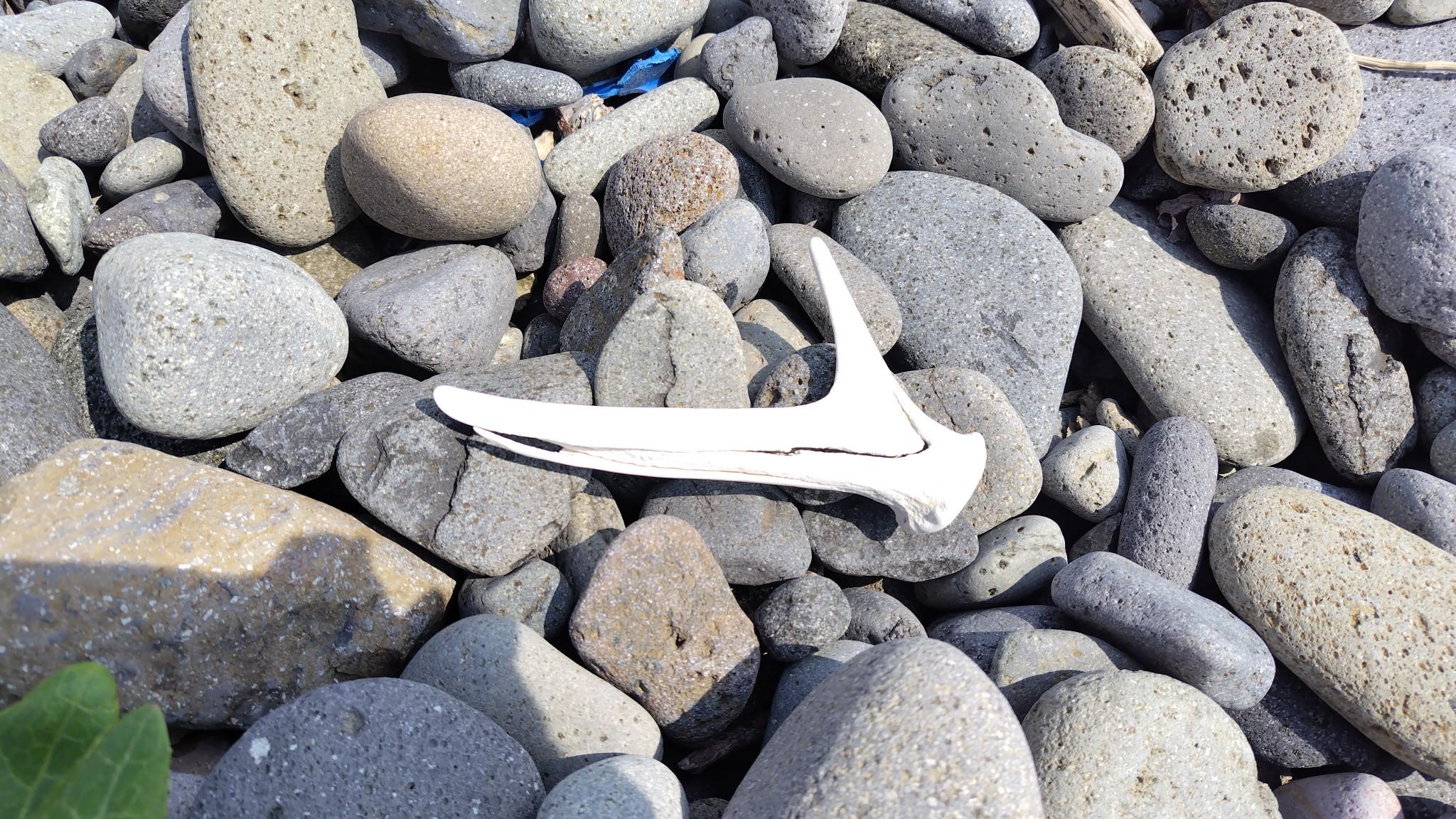 海岸にはいろいろな動物の骨が落ちてます。これは牡鹿の角かな？