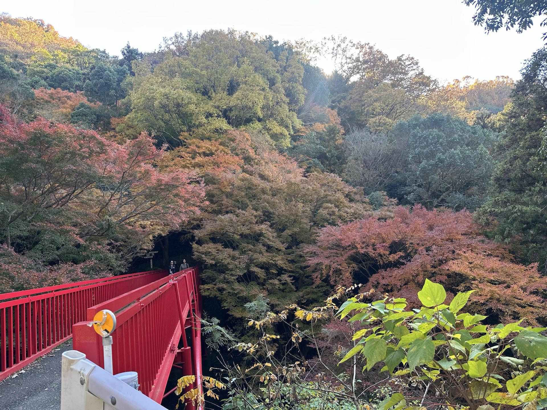 タタラ山・鬼取山・生駒山 / mk_sunさんの生駒山・神津嶽・大原山の