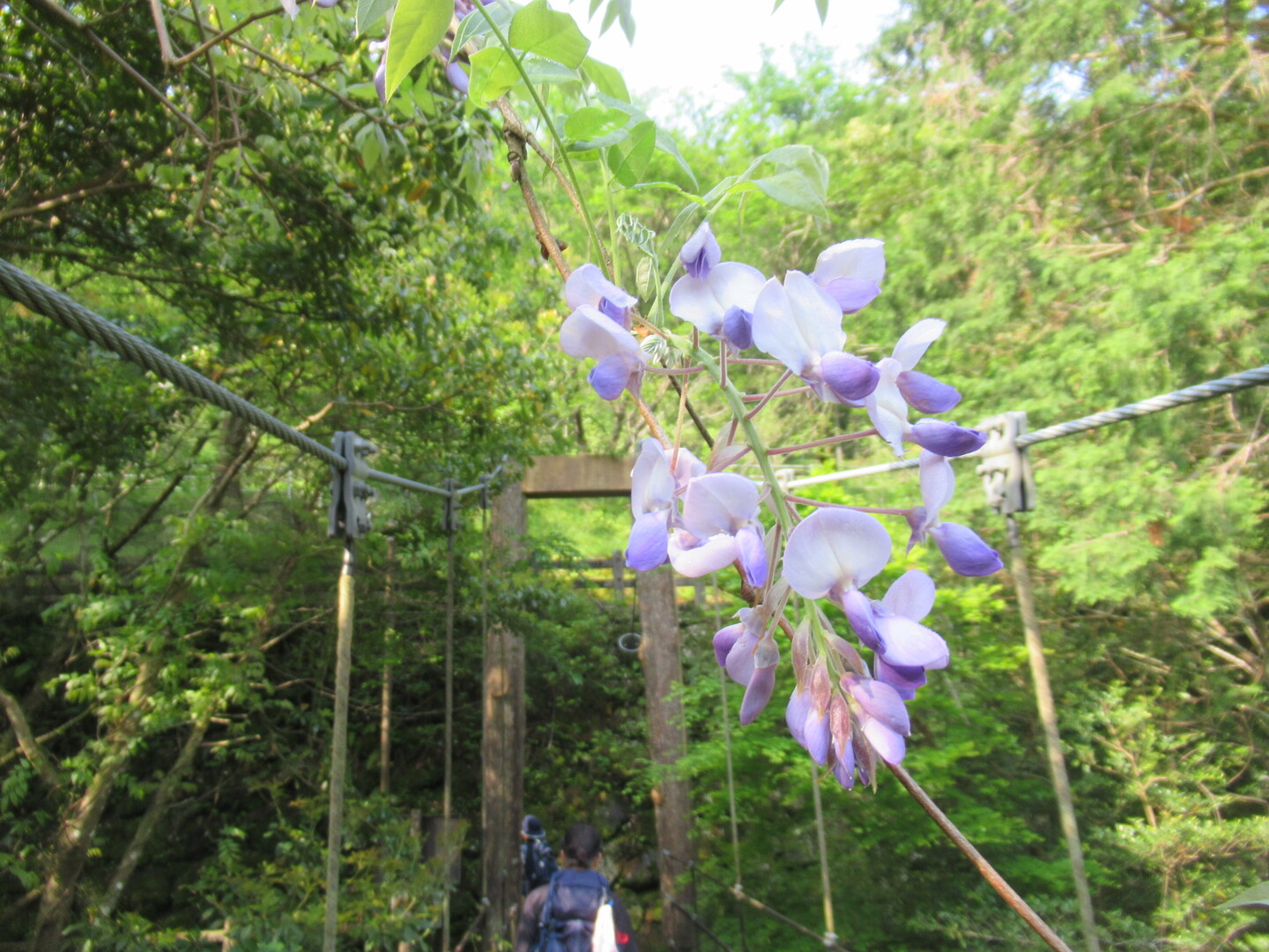 女4人で二合半岳とお花散策20200505 / zukkoさんの多良岳・経ヶ岳・五家原岳の活動データ YAMAP / ヤマップ