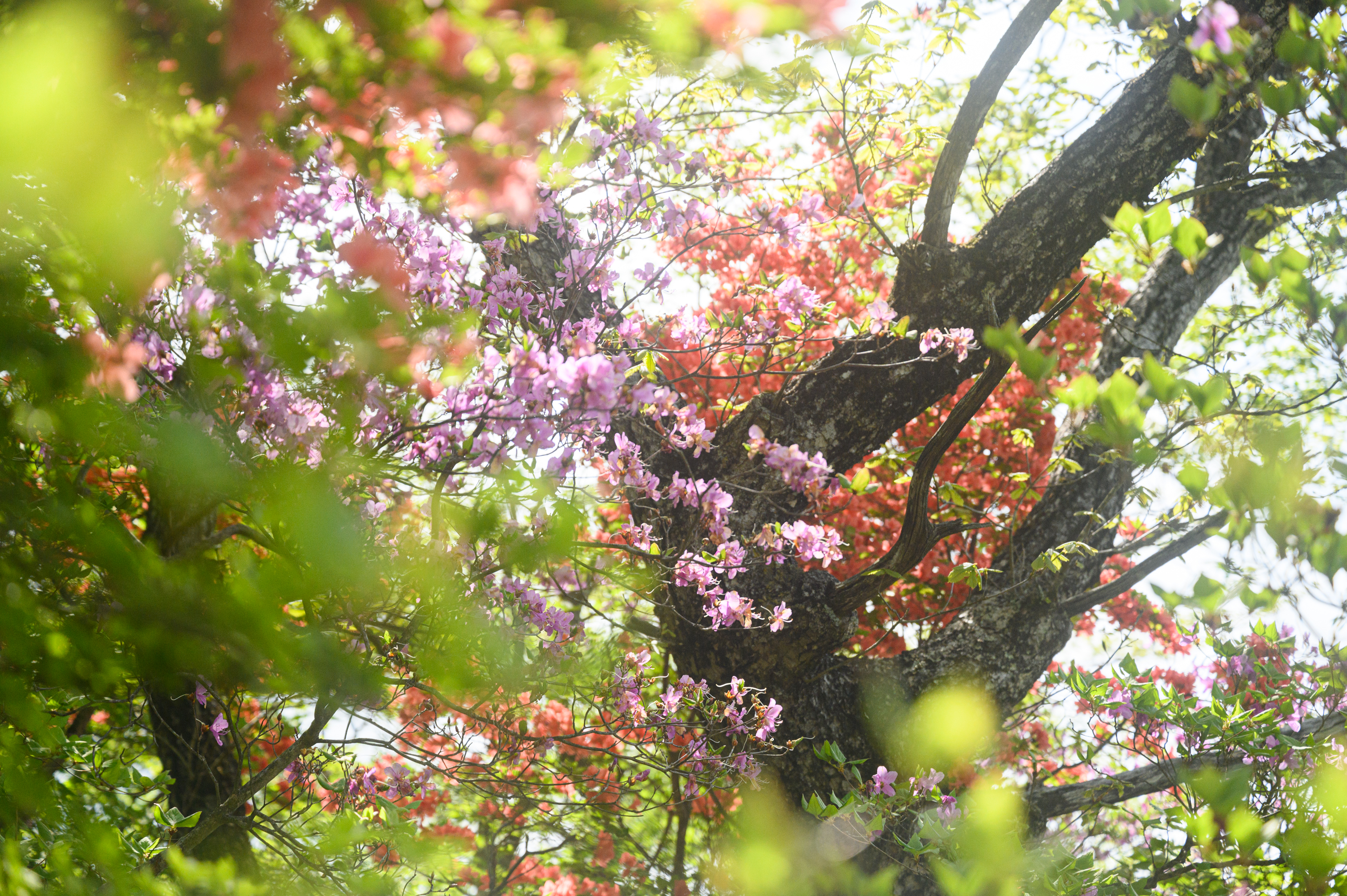 つつじ本番 赤城大猿つつじが峰 長七郎山とおかわりの不動大滝 Hannzoさんの赤城山 黒檜山 荒山の活動データ Yamap ヤマップ