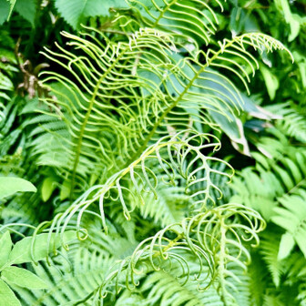 シシガシラ(獅子頭).
     シダ植物  シシガシラ科ヒリュウシダ属