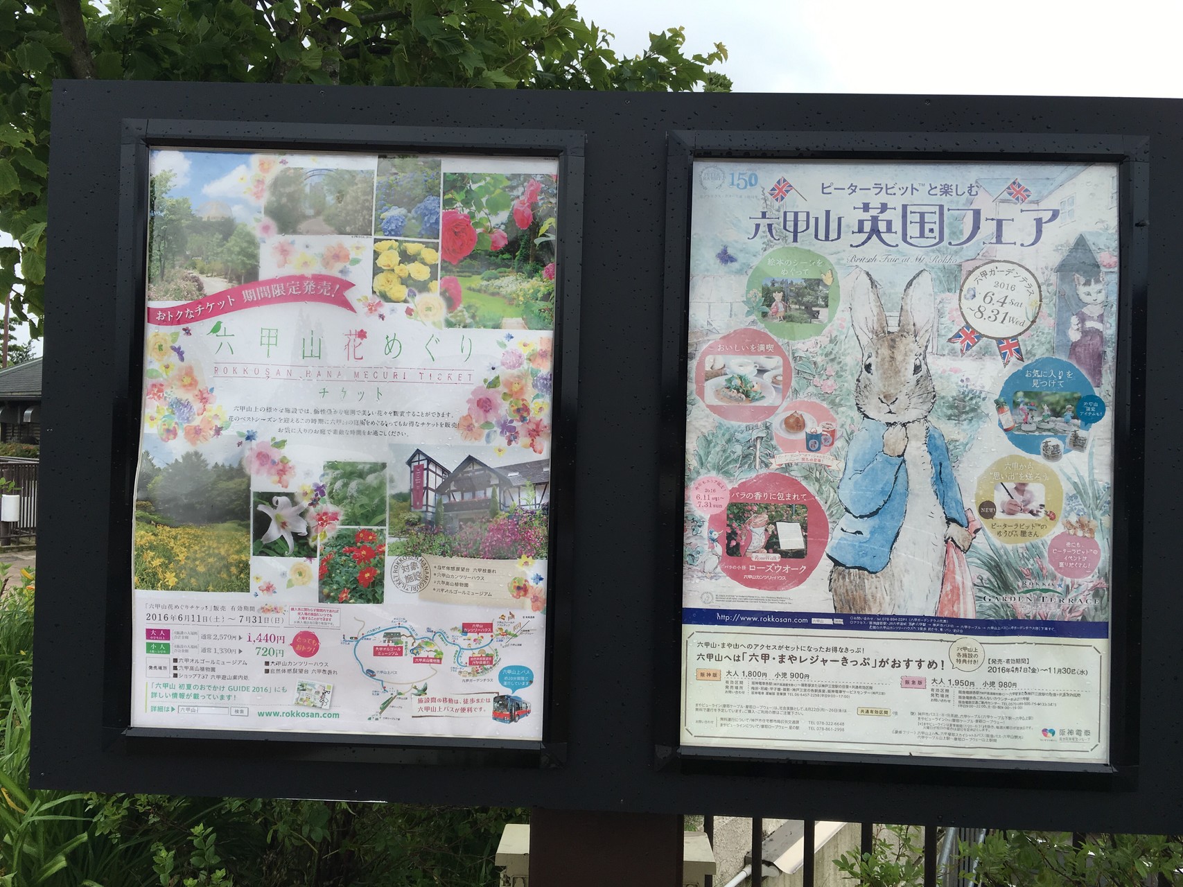 紫陽花の六甲山 芦屋 ロックガーデン 六甲山山頂 六甲ガーデンテラス 石切道 まるさんの六甲山 長峰山 摩耶山の活動日記 Yamap ヤマップ