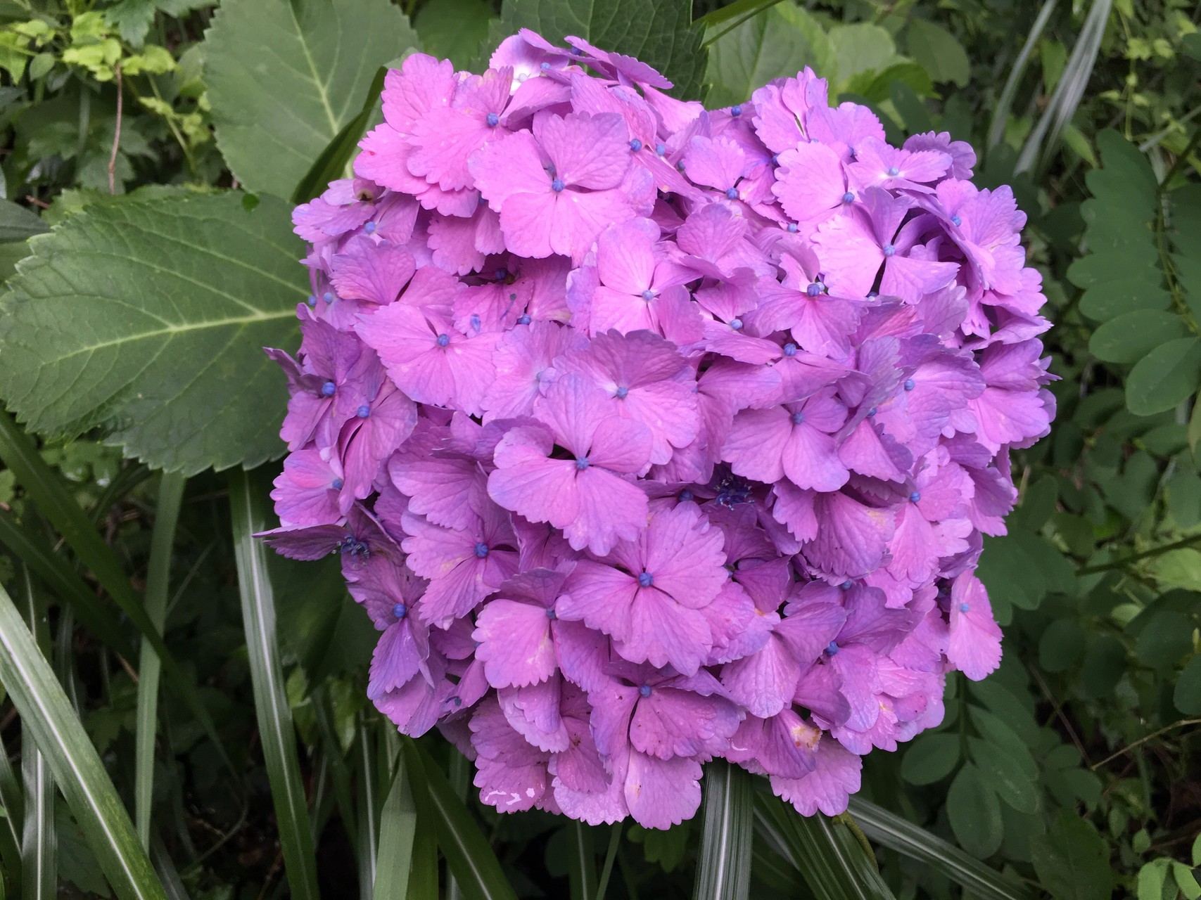 紫陽花の六甲山 芦屋 ロックガーデン 六甲山山頂 六甲ガーデンテラス 石切道 まるさんの六甲山 長峰山 摩耶山の活動日記 Yamap ヤマップ