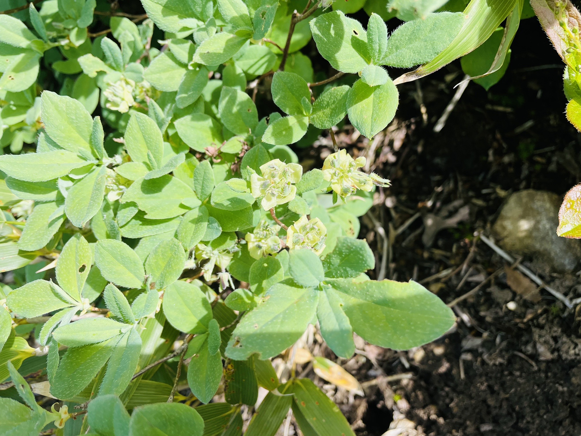 トウダイグサですか？
初めて見ました。