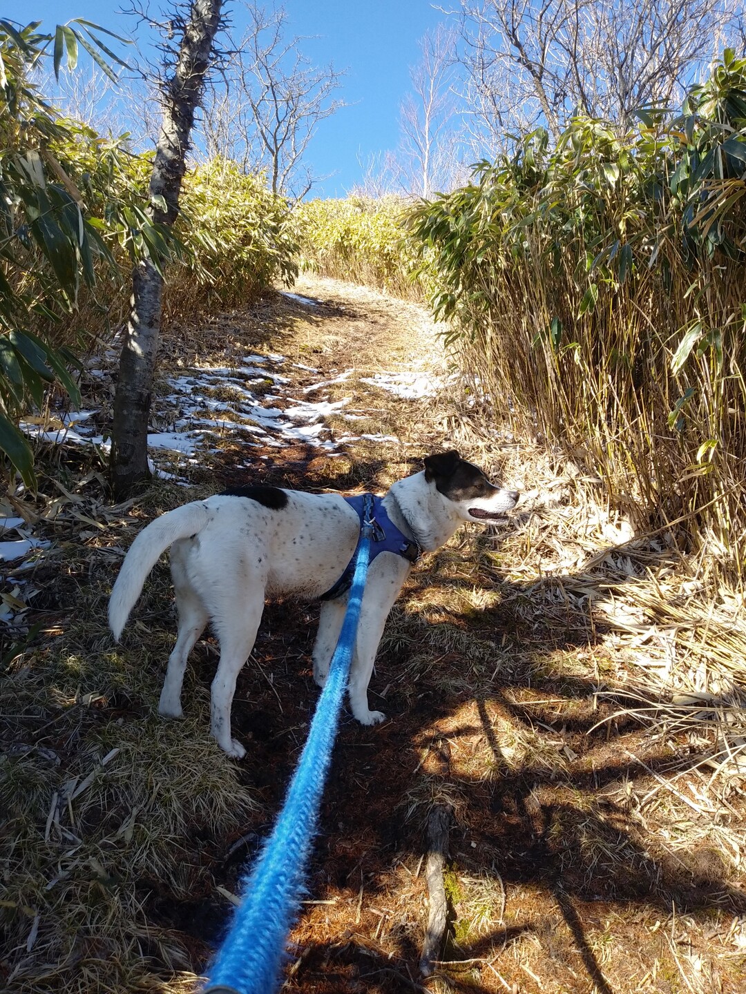 高嶺山 長者峰 02 11 はいじさんの高嶺山 長者峰の活動日記 Yamap ヤマップ