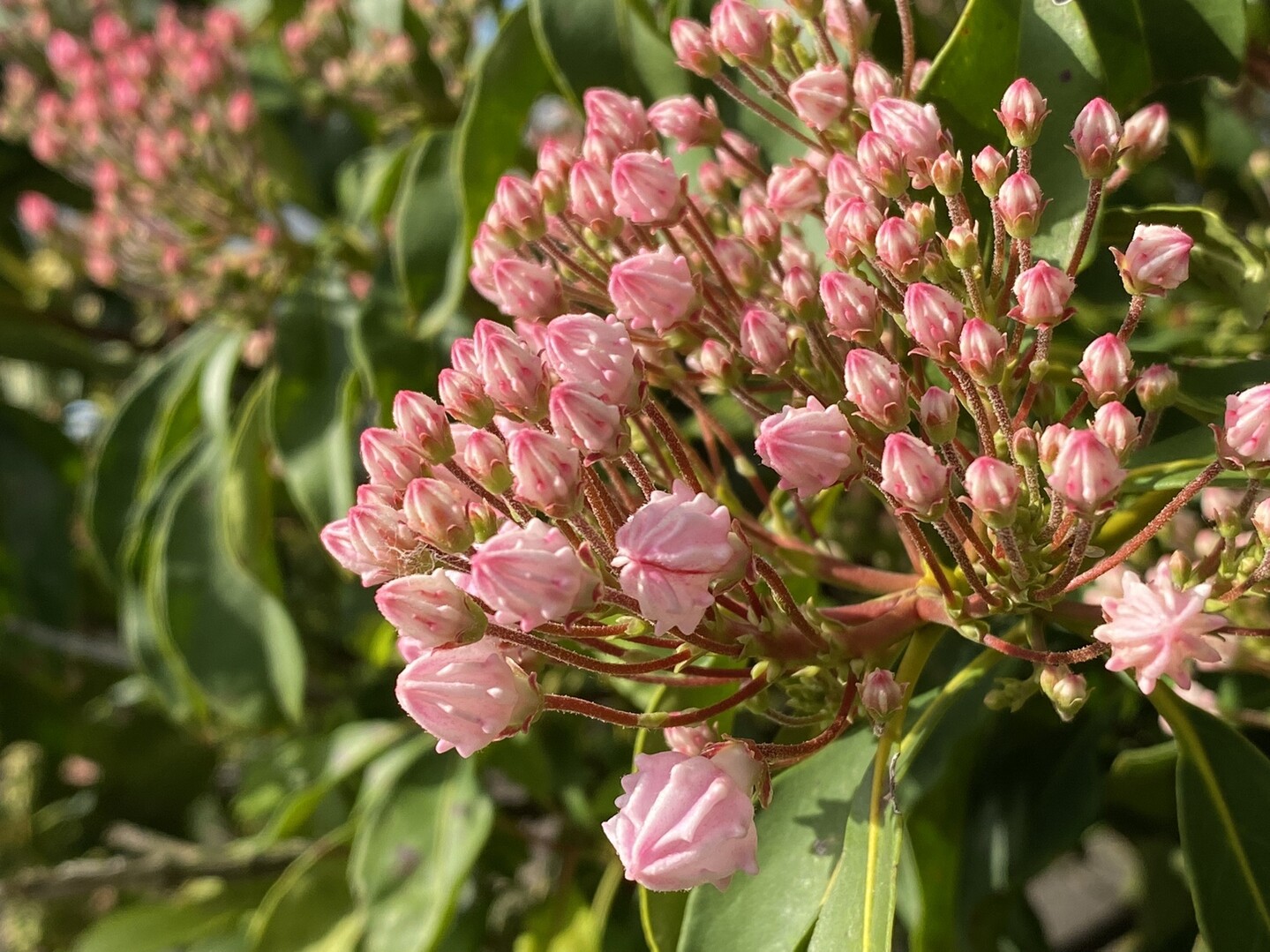いつもの高山植物のお部屋 22 05 09 富山市の写真1枚目 ツボミが金平糖みたいに可愛いアメリカシャ Yamap ヤマップ