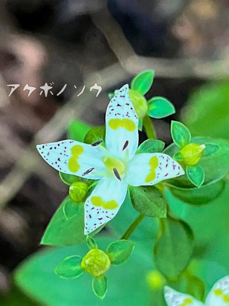 続アケボノソウ探索 / せんちょうさんの高尾山・陣馬山・景信山の活動データ | YAMAP / ヤマップ