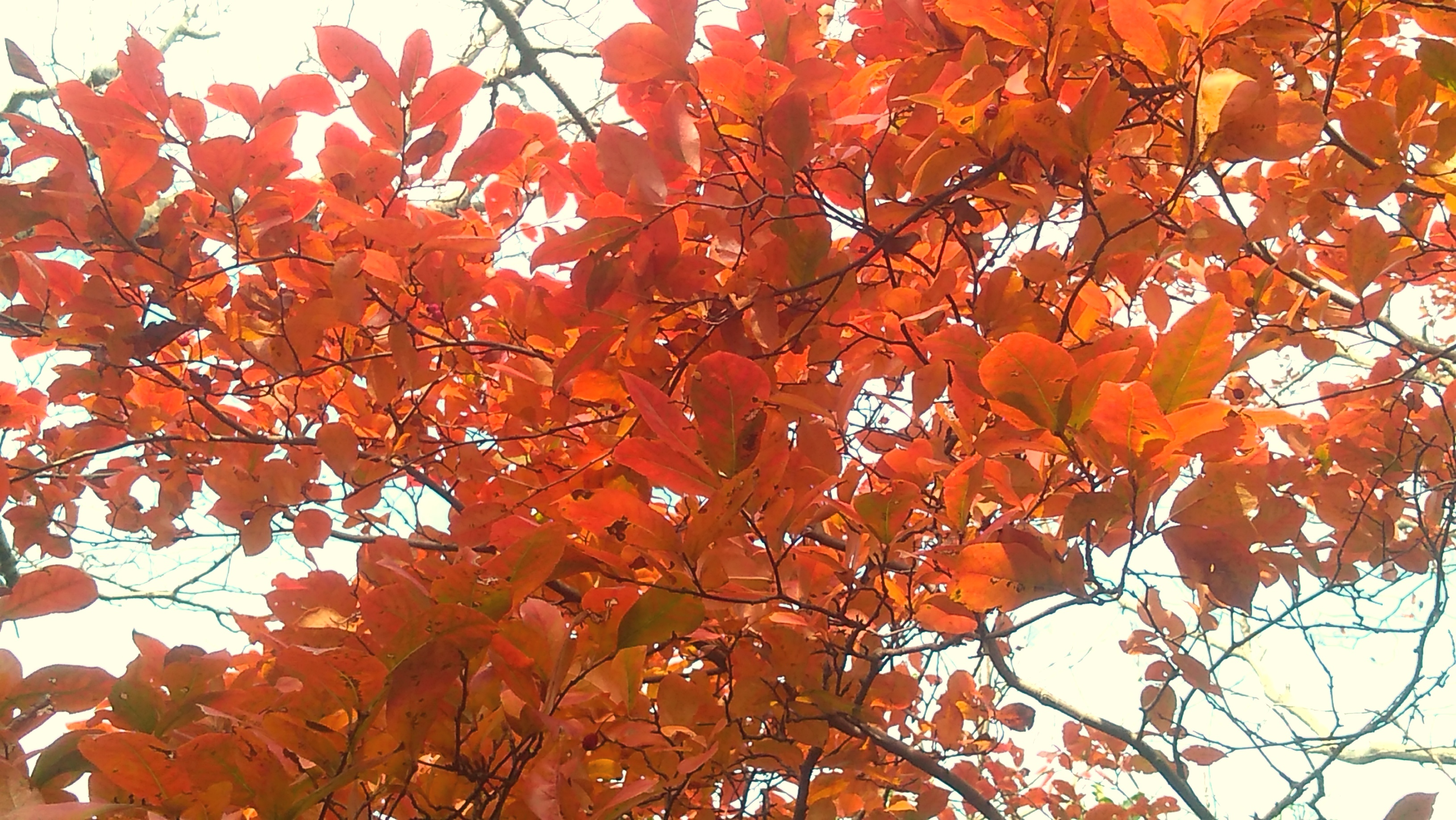 カルカル エダキリマティ In 紀泉アルプス Banchanvinさんの紀泉アルプス 飯盛山 ボンデン山の活動日記 Yamap ヤマップ