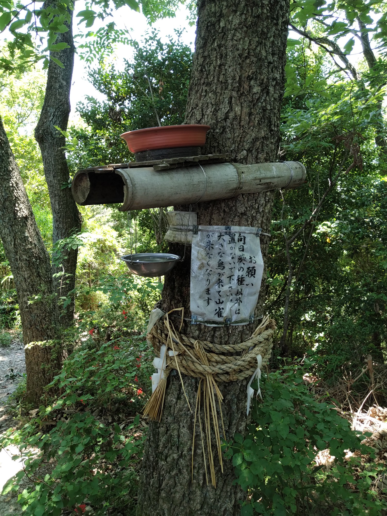 三谷町 小日山 日山 19 05 23 のーきさんの高松市の活動データ Yamap ヤマップ