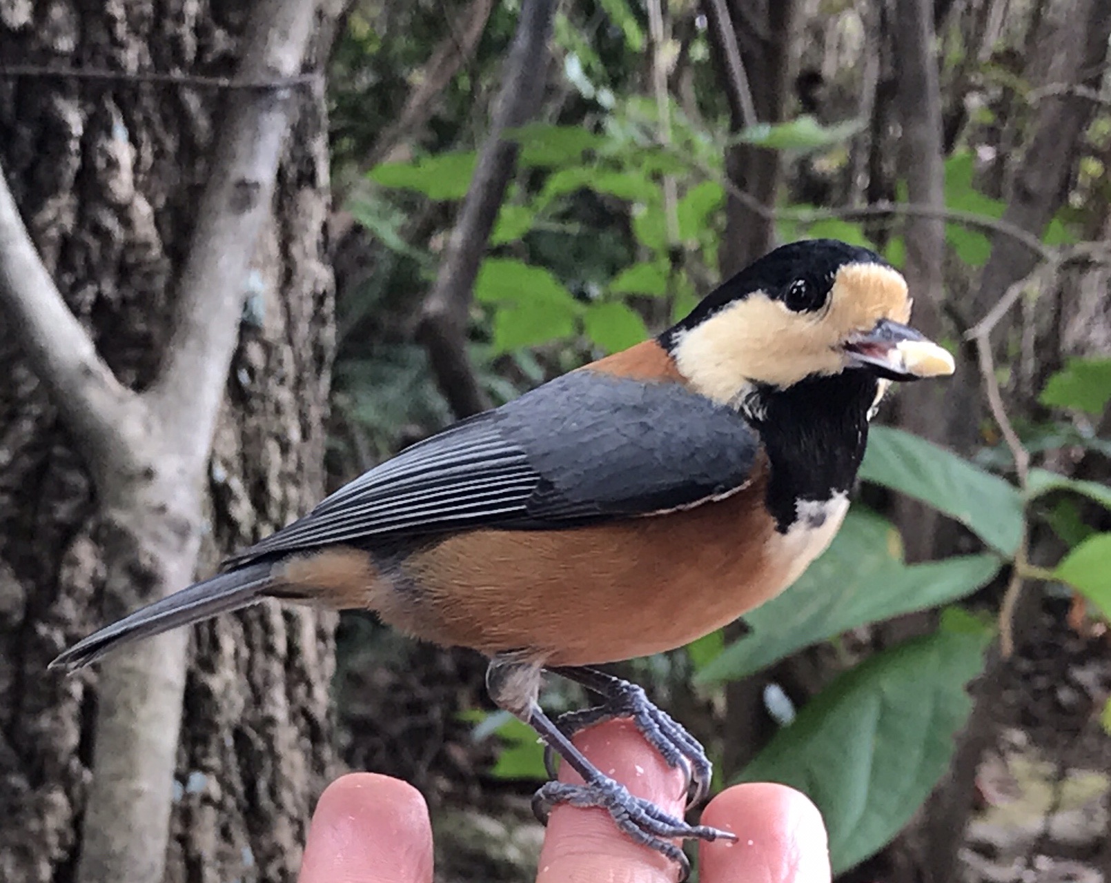 春日井三山 ヤマガラと相思鳥 山彦さんの春日井三山 弥勒山 大谷山 道樹山の活動データ Yamap ヤマップ
