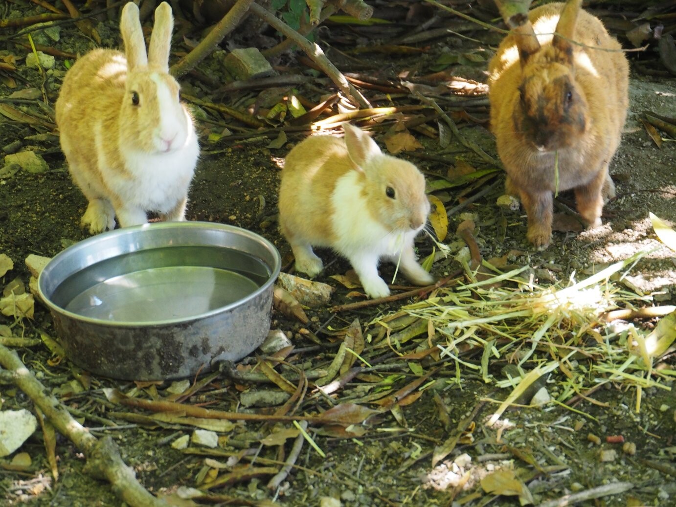 ウサギ島の大久野島に再び餌やり メカリッチさんの鷲ヶ頭山の活動日記 Yamap ヤマップ
