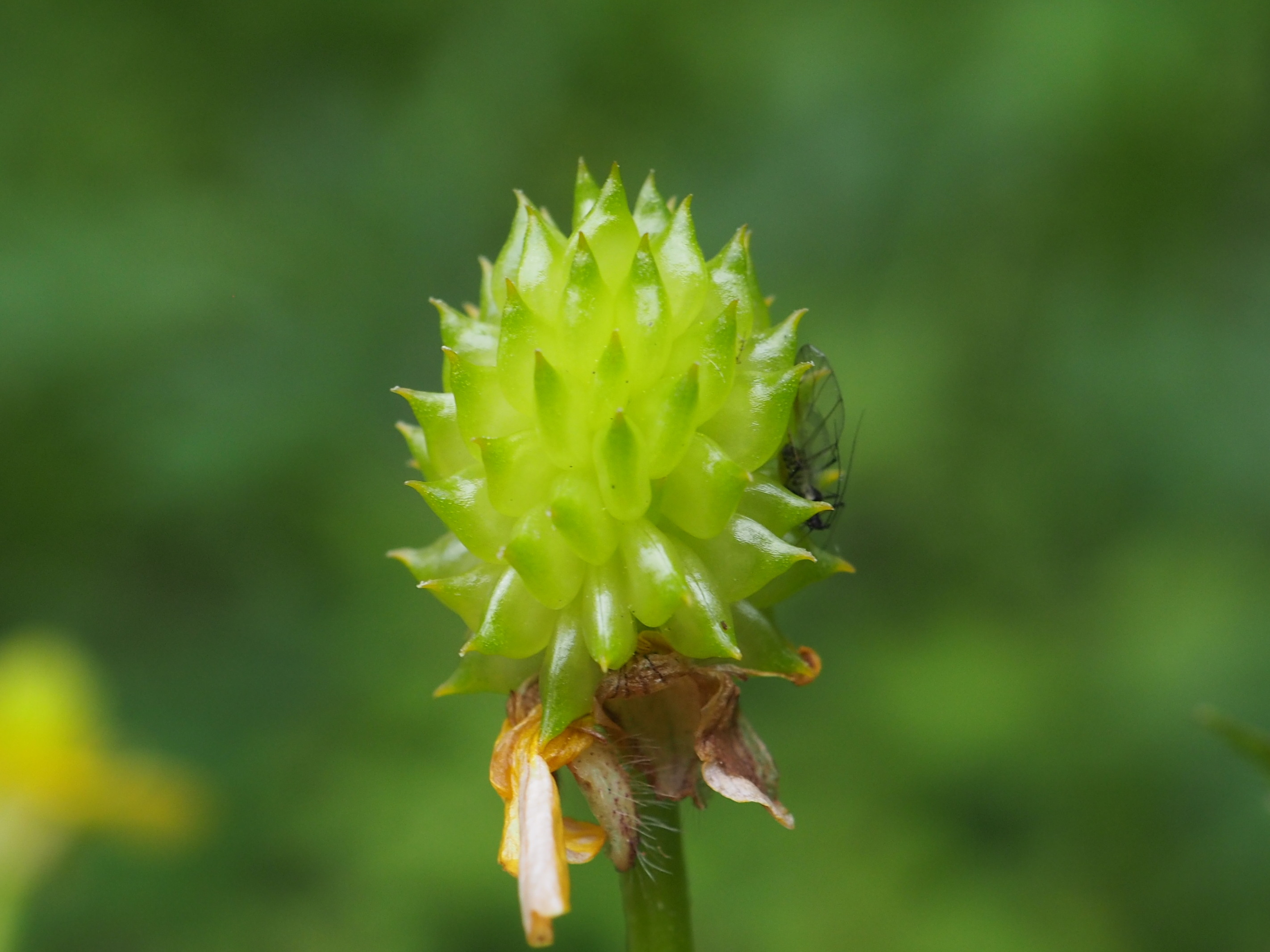 明星白金花歩き うらさんのハイキングの活動日記 Yamap ヤマップ