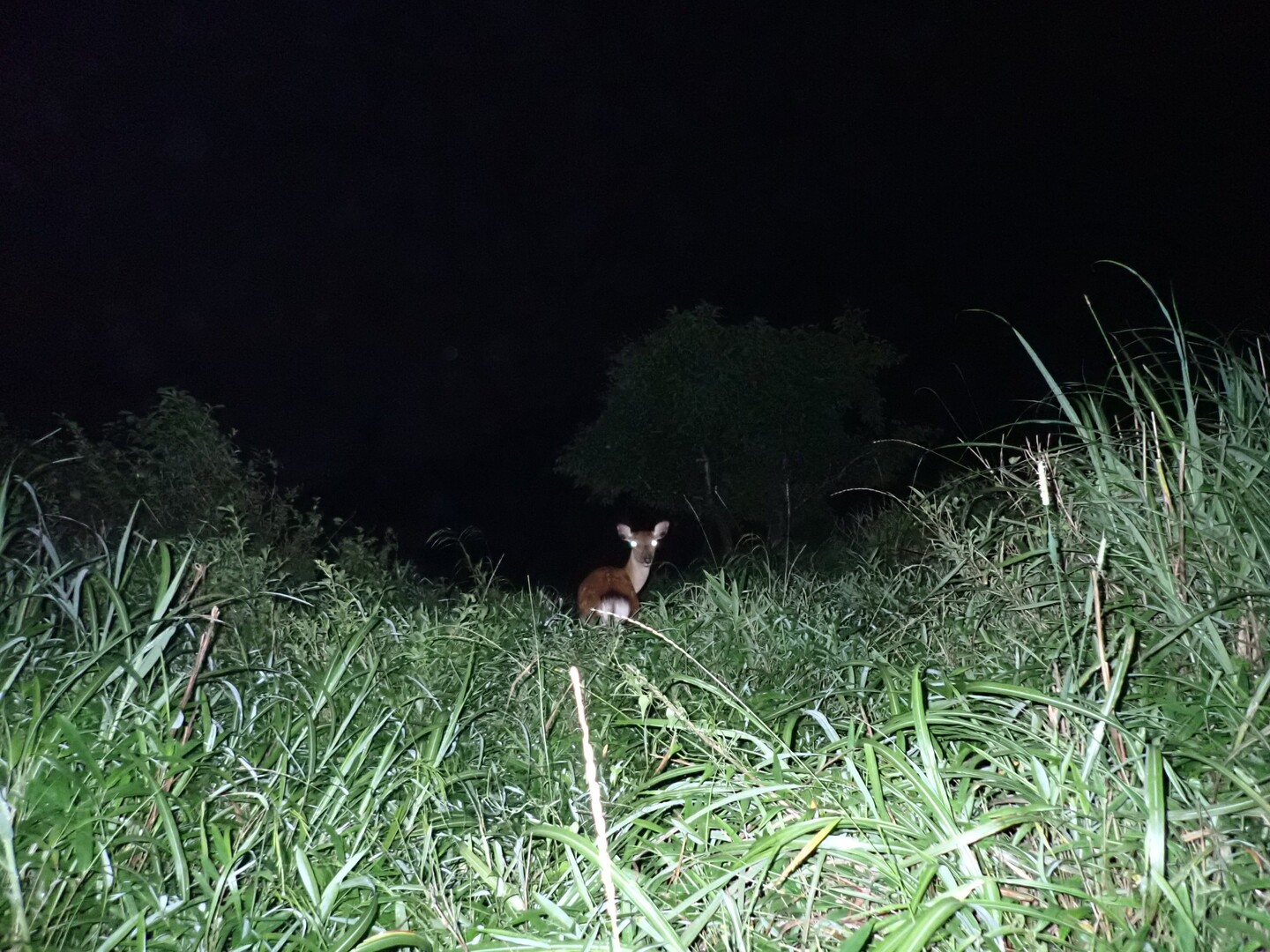 伊吹山 伊吹山 伊吹高原 御座峰の写真4枚目 暗闇の中の小さな光るもの2つは鹿の目でし Yamap ヤマップ