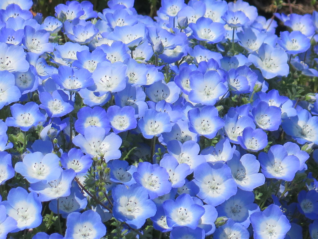 鼻高展望の丘 アカヤシオの丘 ネモフィラ アカヤシオが満開 Iiyamaさんの高崎市の活動データ Yamap ヤマップ