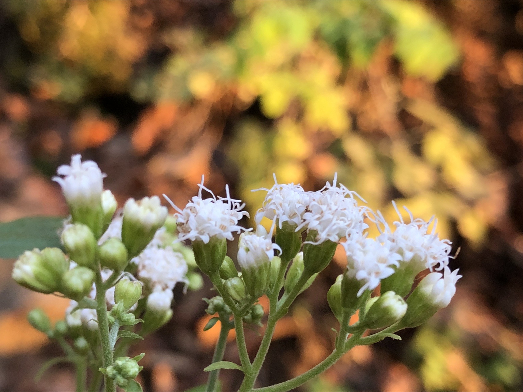 冬晴れ W 大山 ユウさんの大山の活動日記 Yamap ヤマップ